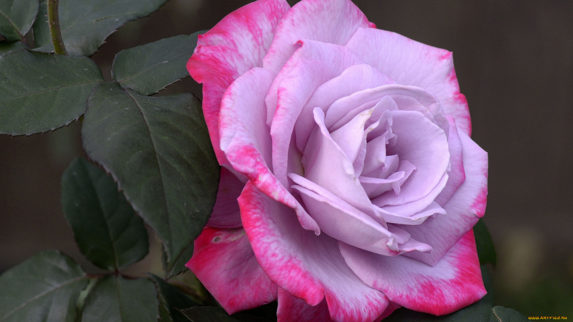 цветы, розы, листья, бутон, роза