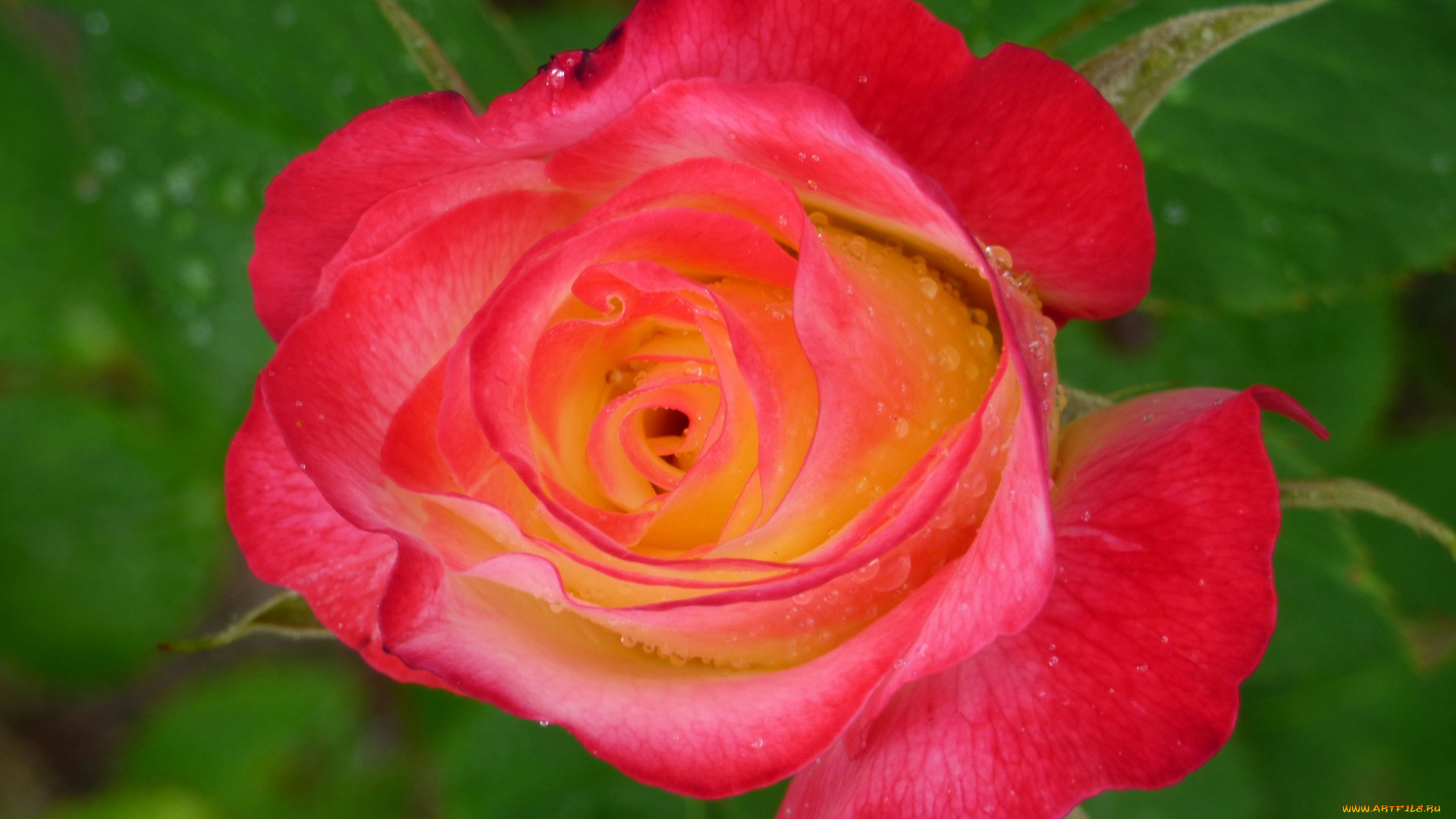 цветы, розы, макро, бутон, роза