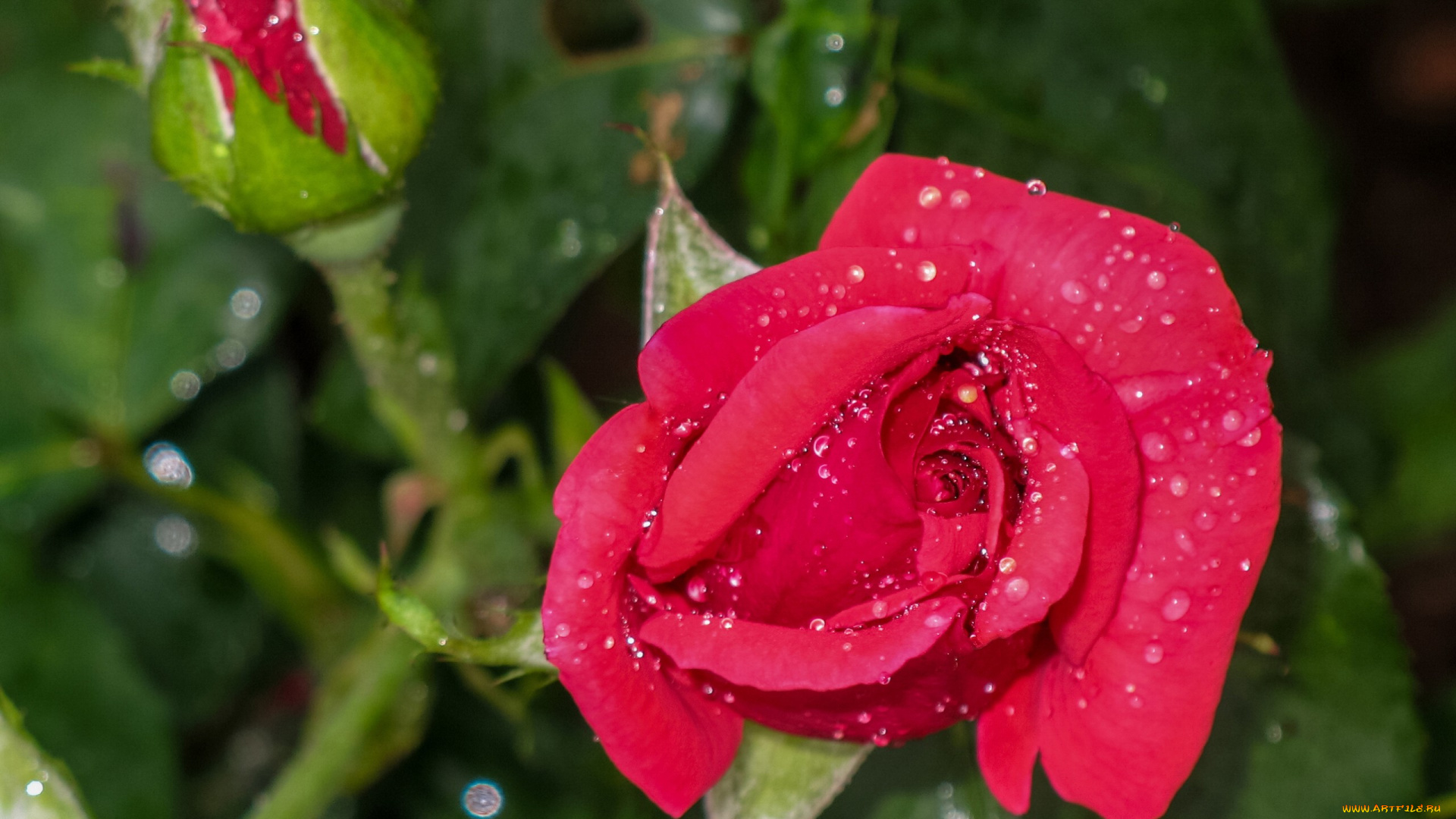 цветы, розы, макро, капли, бутоны, роза