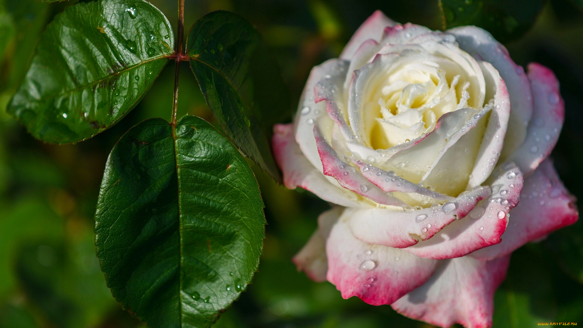 цветы, розы, макро, листья, капли, бутон, роза