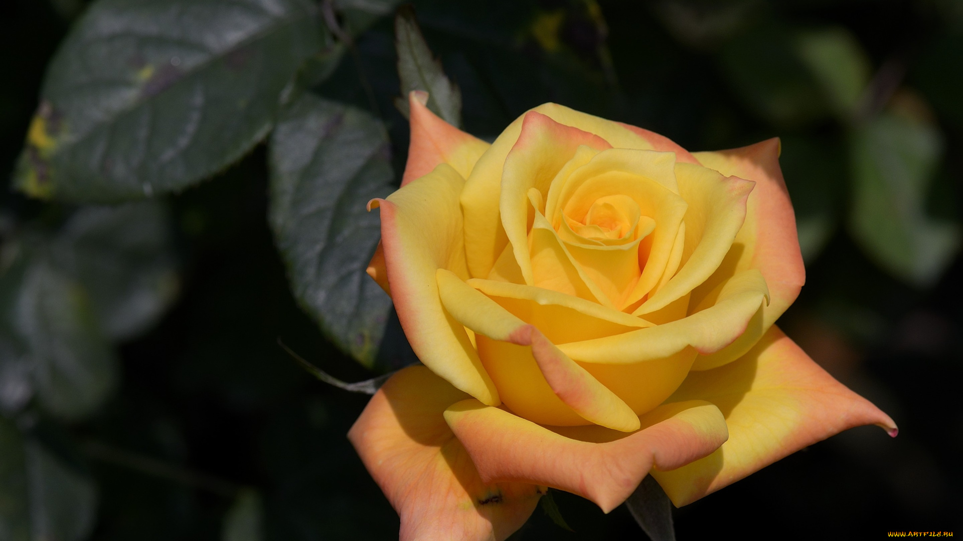 цветы, розы, роза, бутон, макро