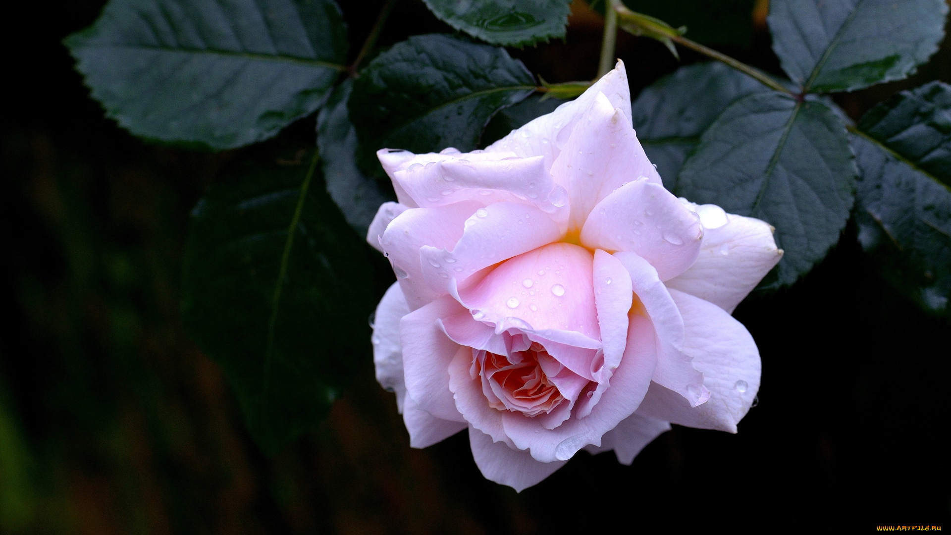 цветы, розы, роза, листья, капли, бутон