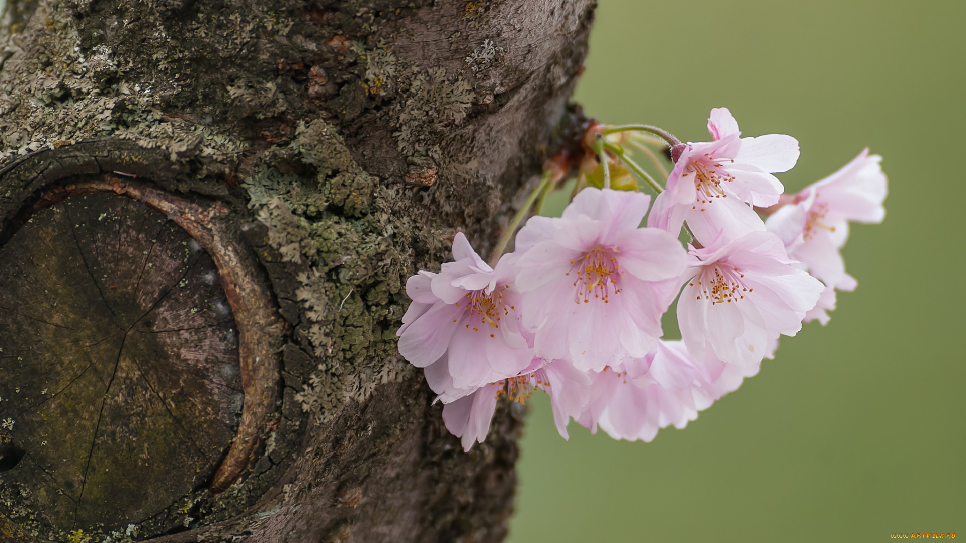цветы, сакура, , вишня, цветки, вишня, макро, дерево