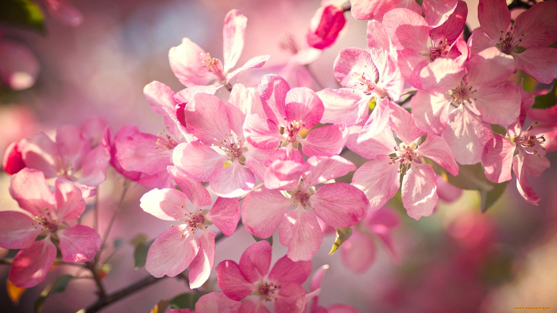 цветы, сакура, , вишня, весна, макро, цветки, цветение, боке, ветка, вишня