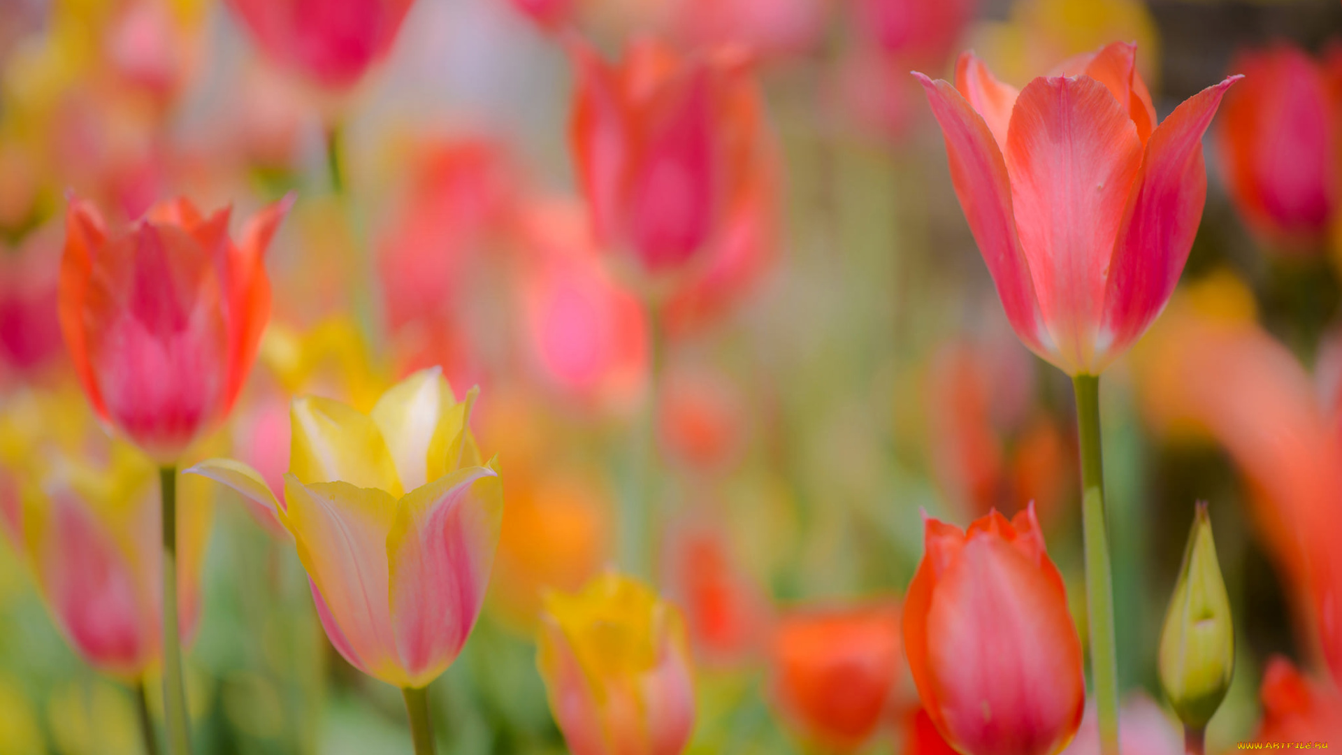 цветы, тюльпаны, боке, бутоны