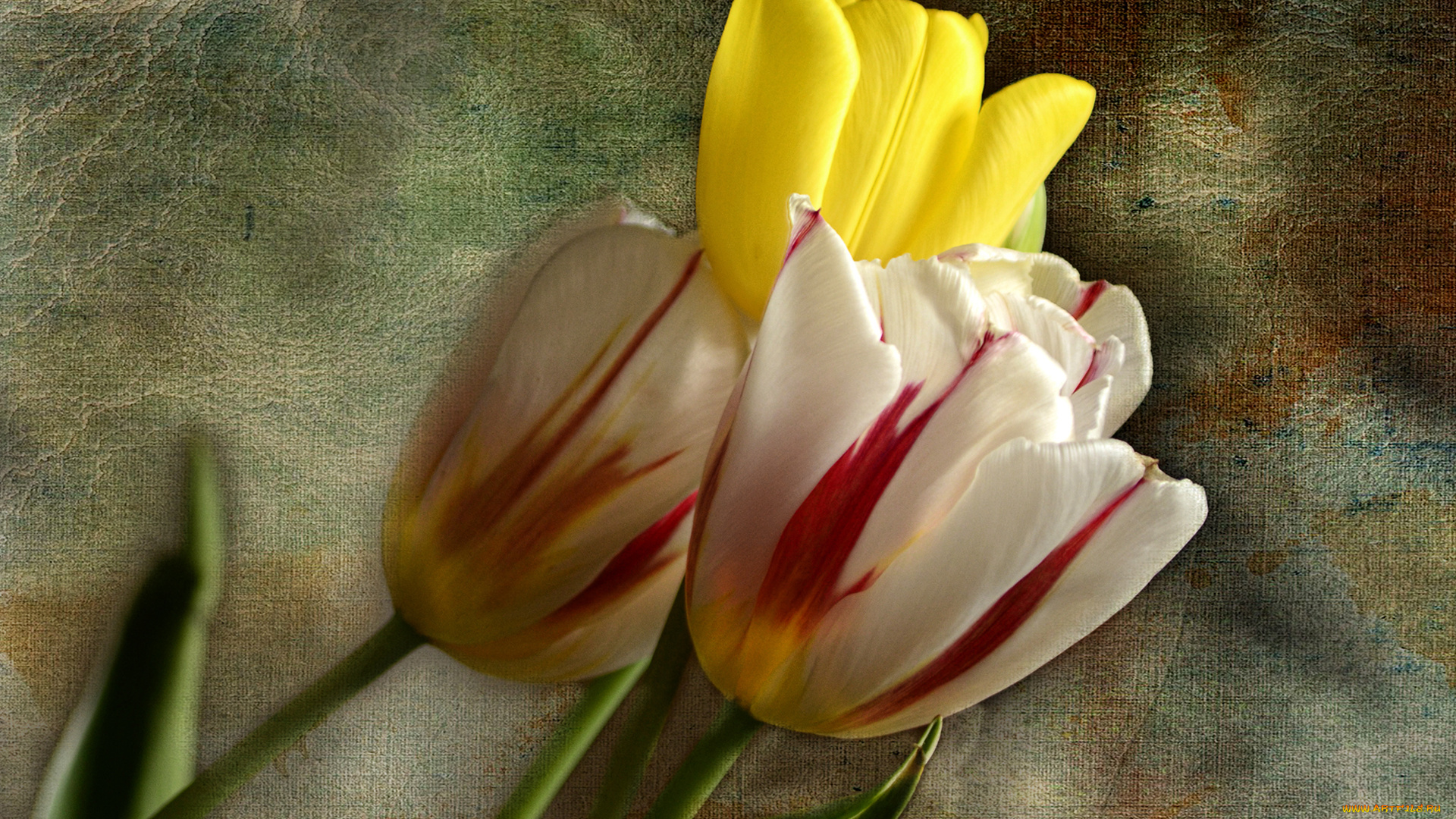 цветы, тюльпаны, трио, бутоны, фон