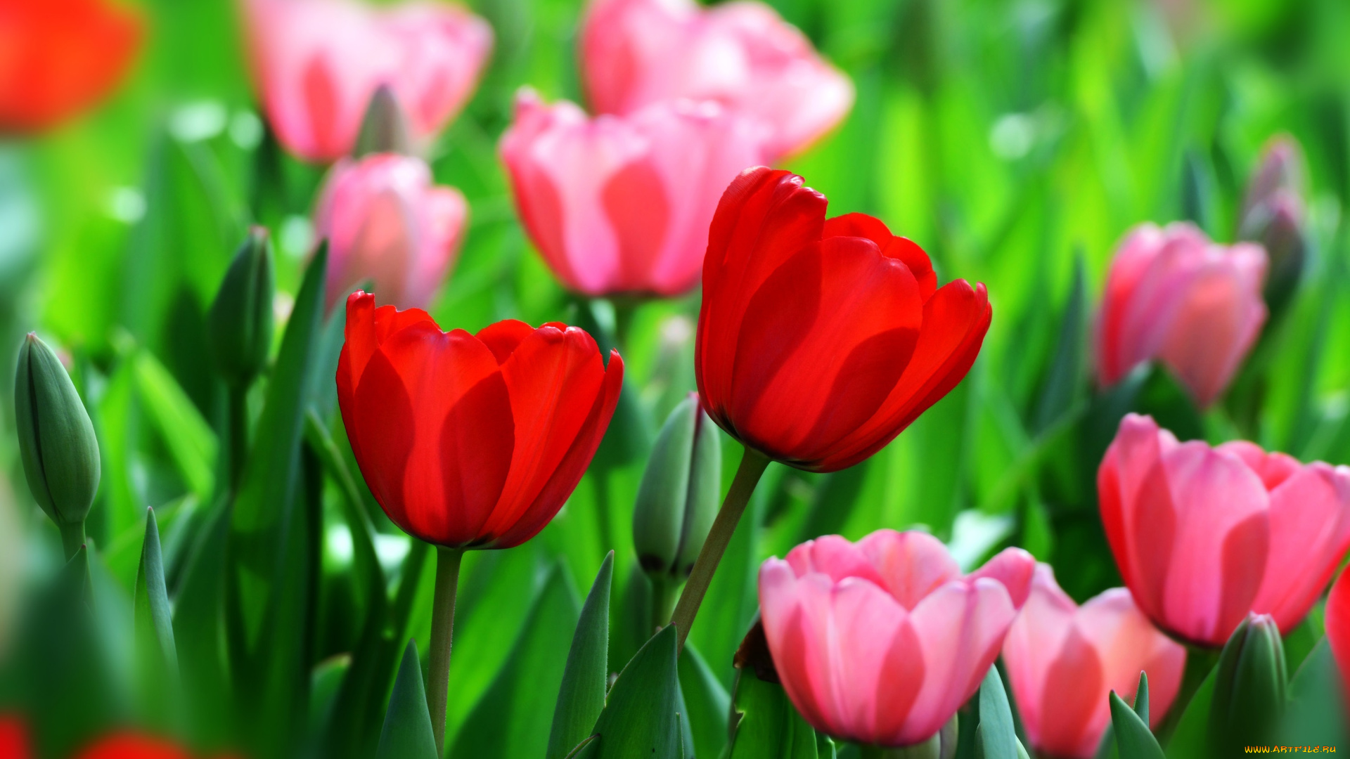 цветы, тюльпаны, весна, бутоны, красный