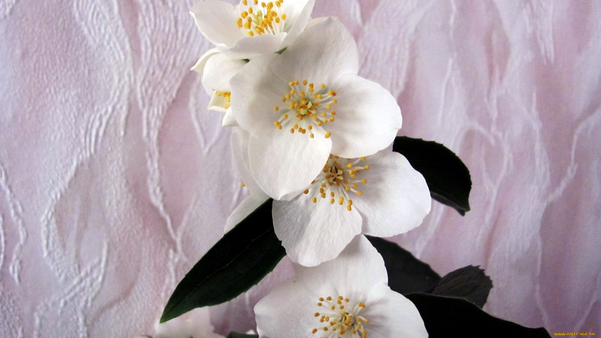 цветы, жасмин, белый