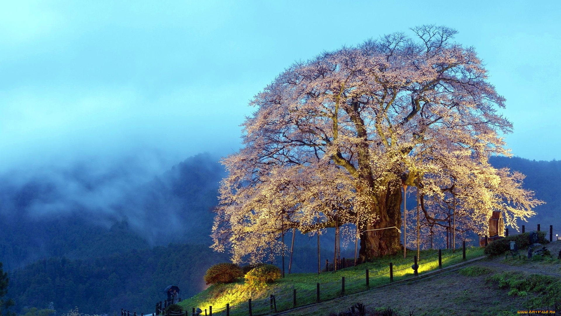 природа, деревья, горы, туман, цветение