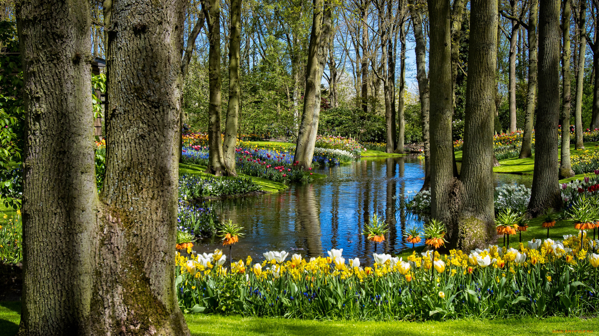 природа, реки, озера, лес, река