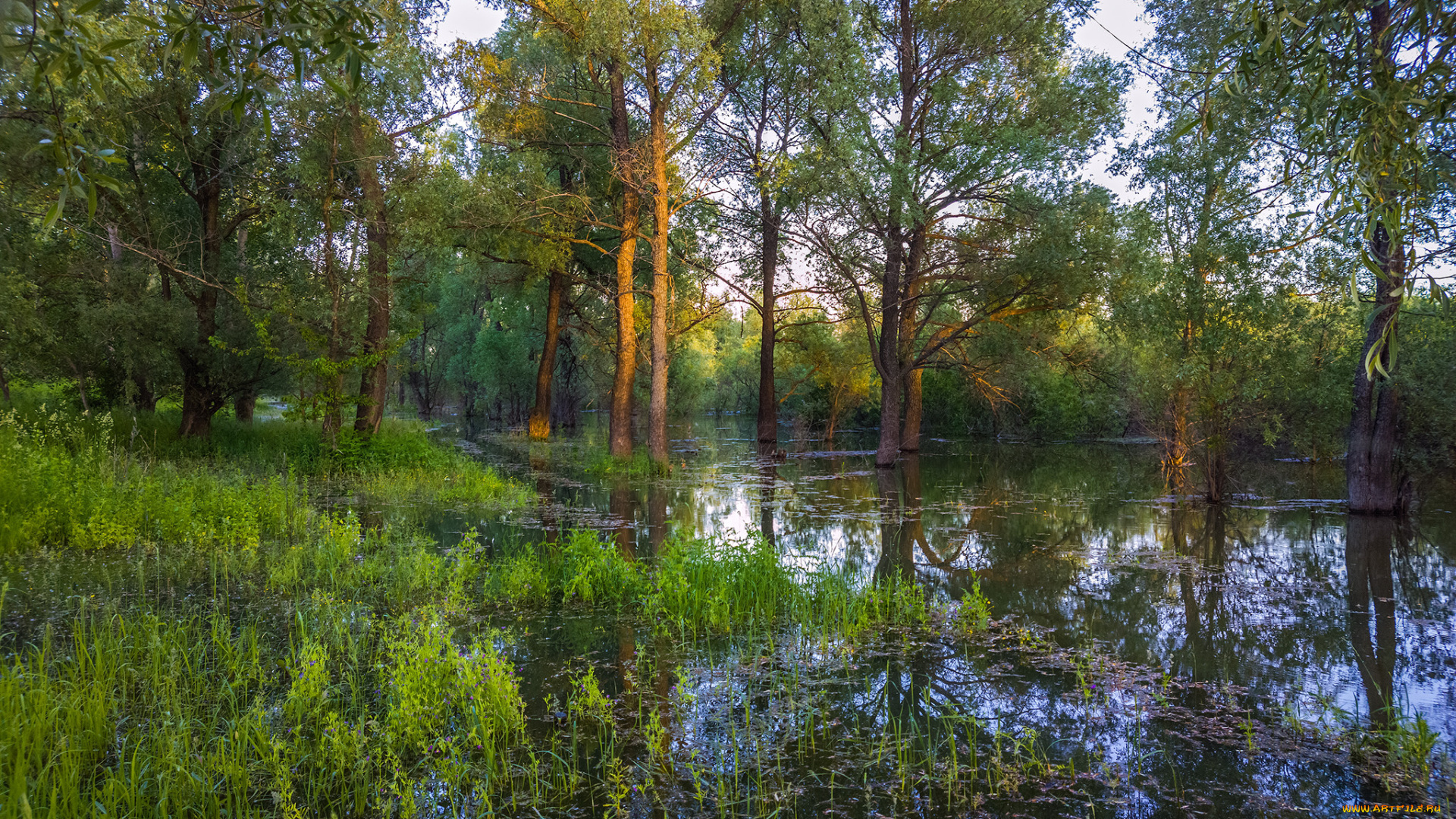 природа, реки, озера, река, лес