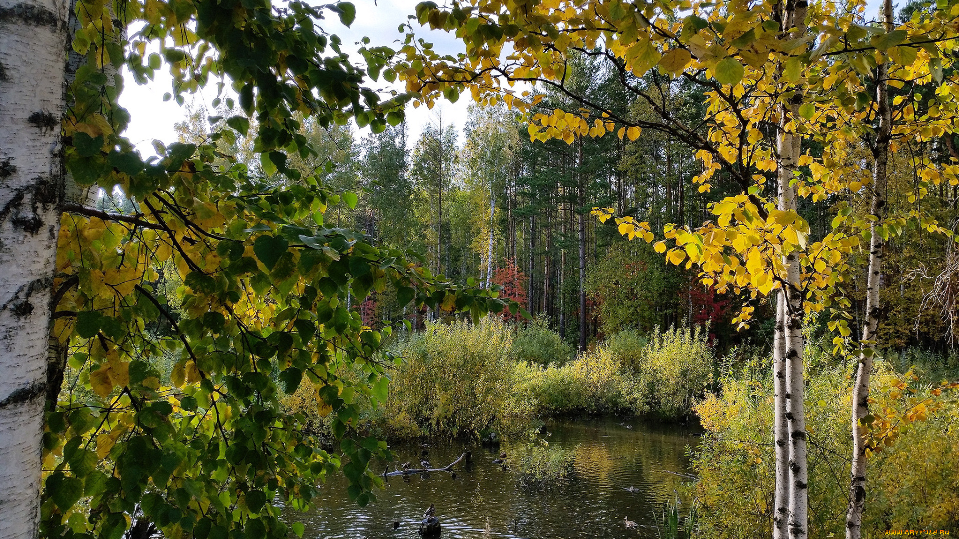 природа, реки, озера, река, лес