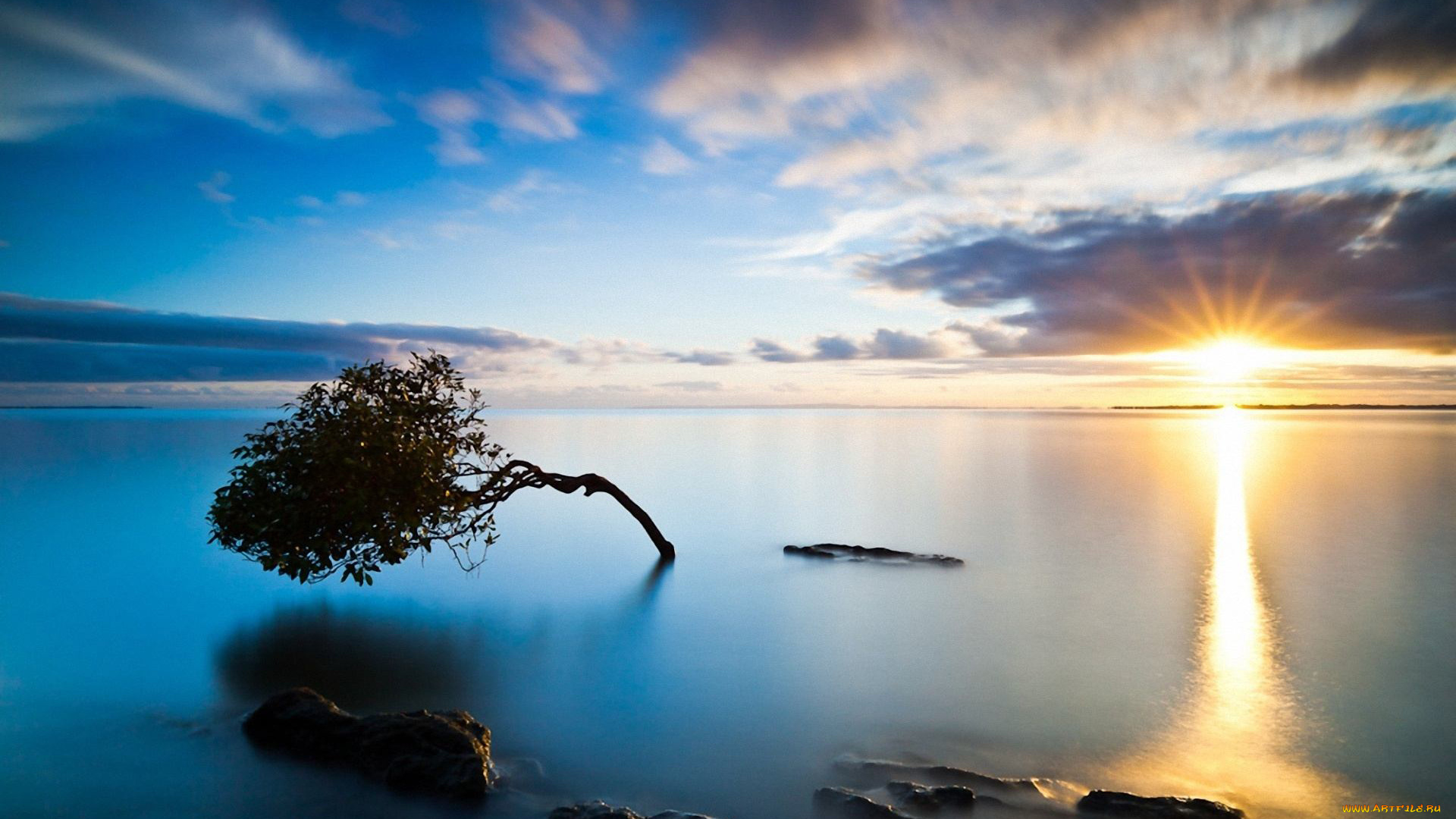 природа, восходы, закаты, отражение, вода, дерево, залив, море, закат