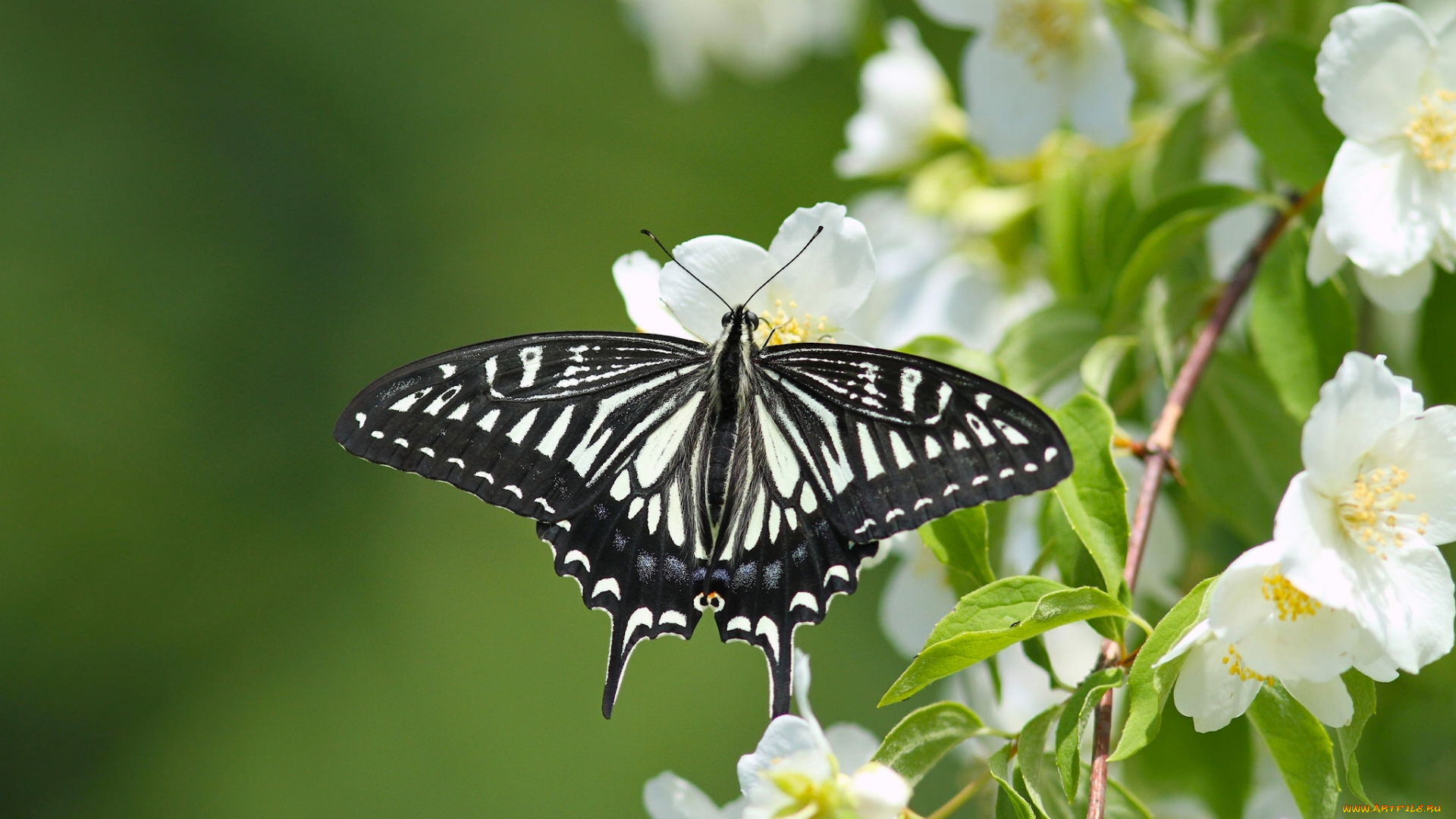 животные, бабочки, , мотыльки, , моли, жасмин, бабочка, парусник, ксут, цветение, цветки, ветка, макро