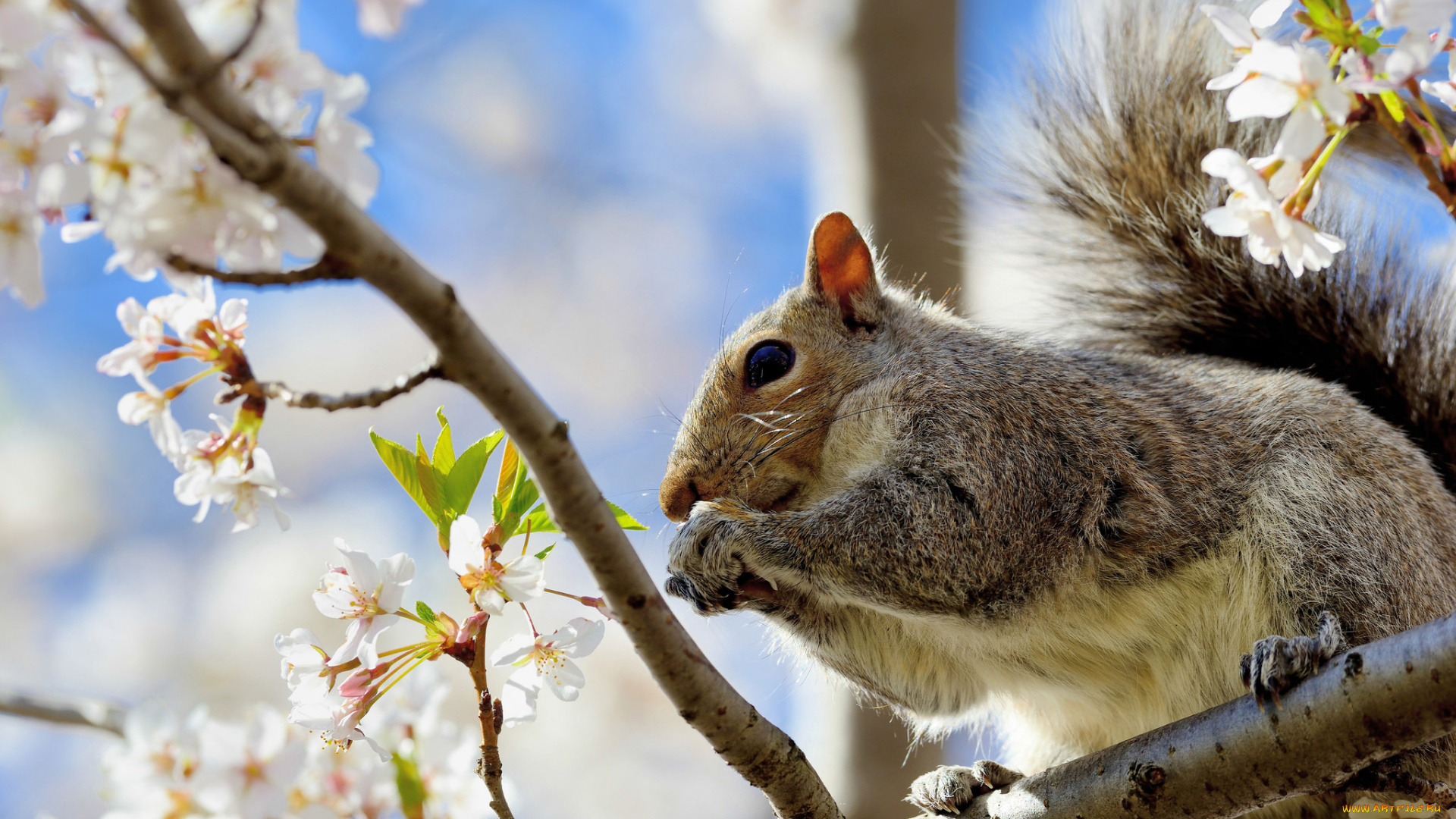животные, белки, цветки, цветение, ветки, вишня, белка