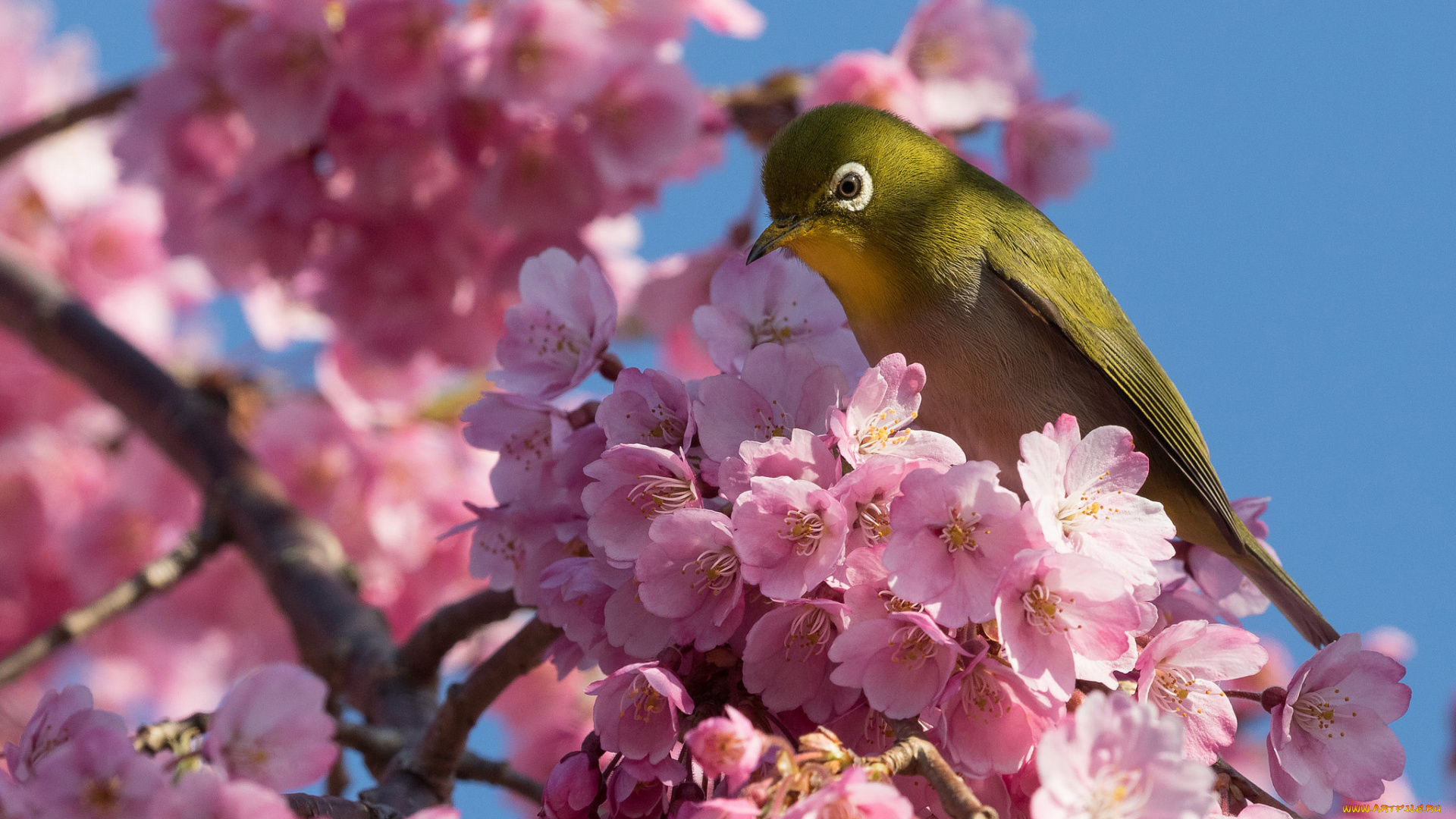 животные, белоглазки, Японская, белоглазка, ветка, вишня, сакура, птица, цветение, цветки