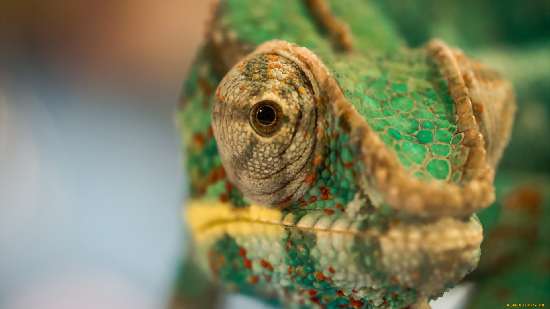 животные, хамелеоны, хамелеон, макро, голова, ящерица