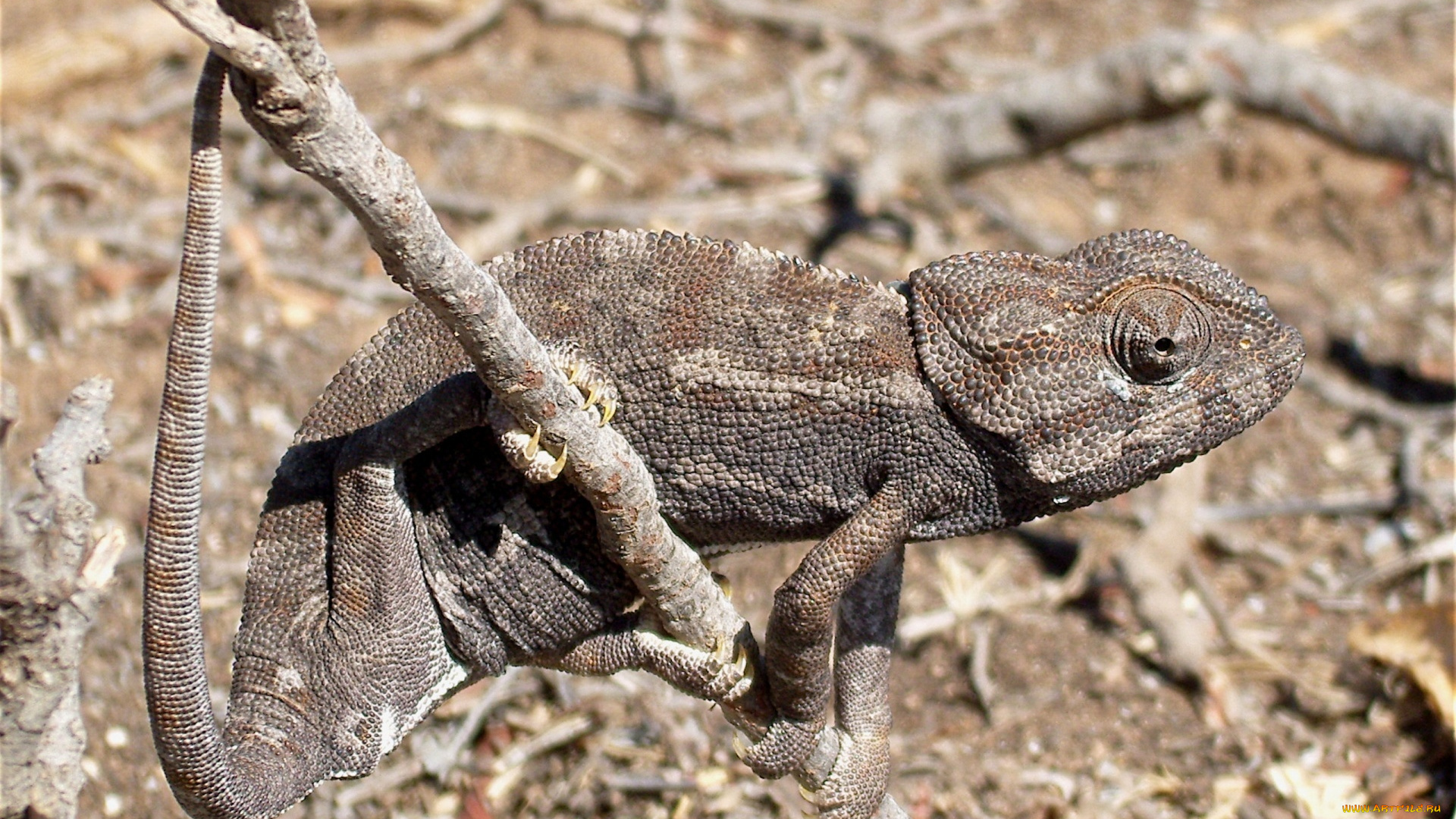 животные, хамелеоны, коричневый, серый, маскировка, ветка, ящерица, хамелеон