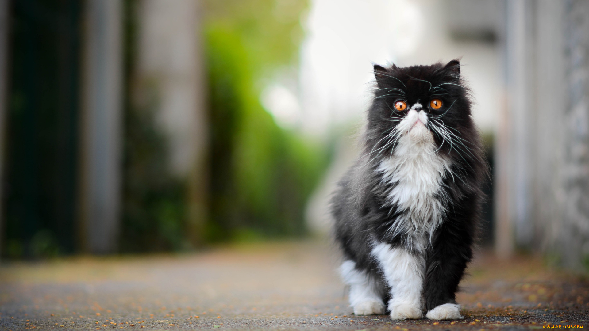 животные, коты, кот, пушистый, важный, персидская, кошка