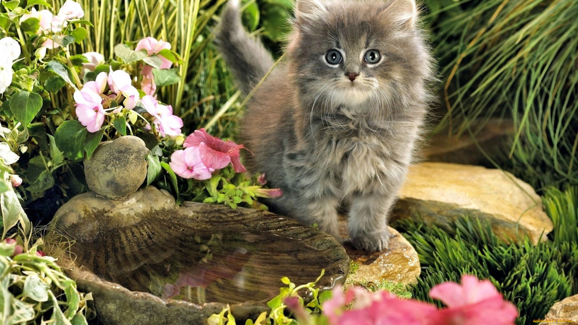 животные, коты, котенок, цветы, камни, раковина