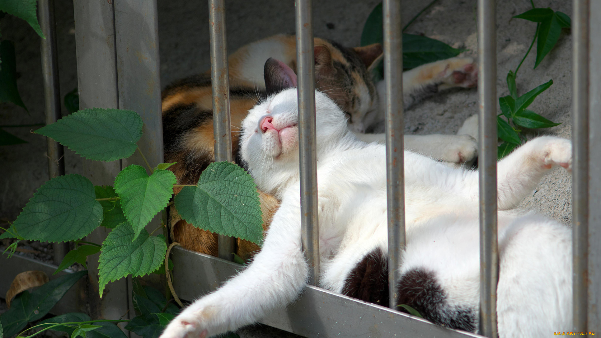 животные, коты, спящие, кошки, лапы, расслабон, тихий, час, сон