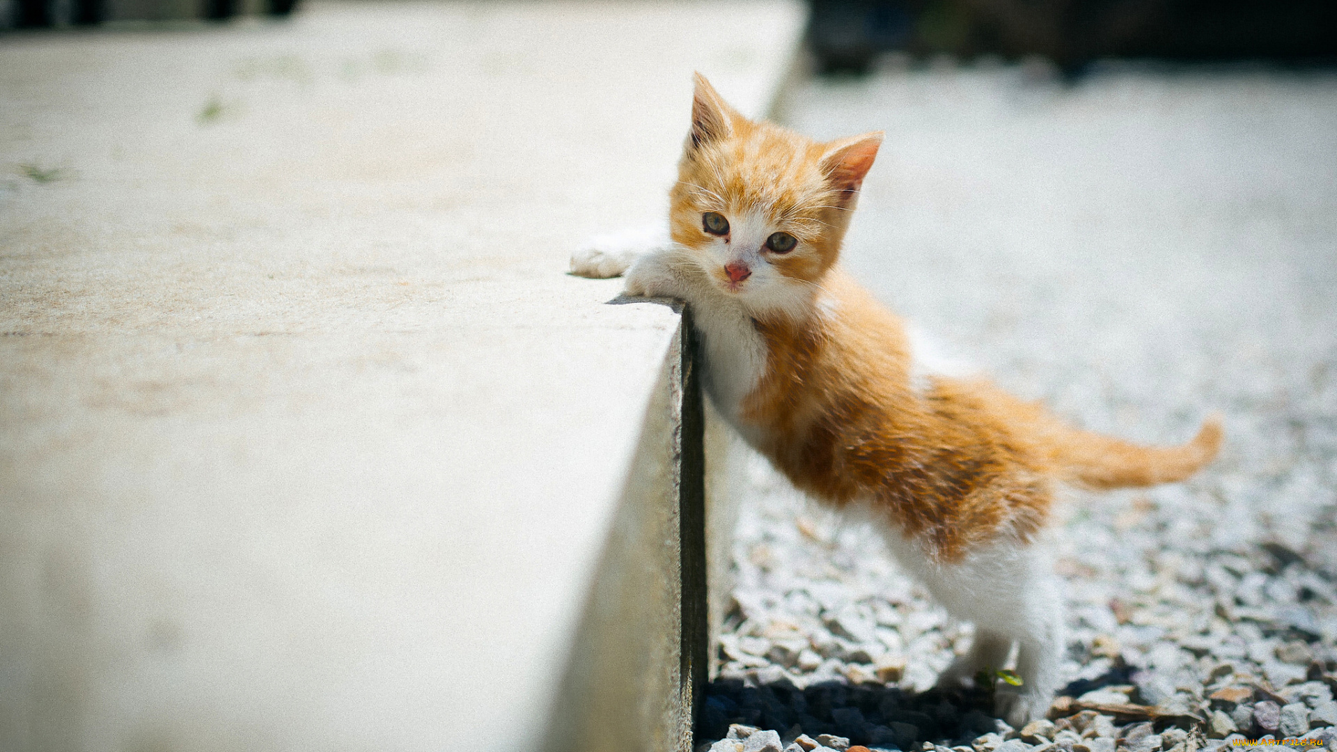 животные, коты, взгляд, малыш, котёнок