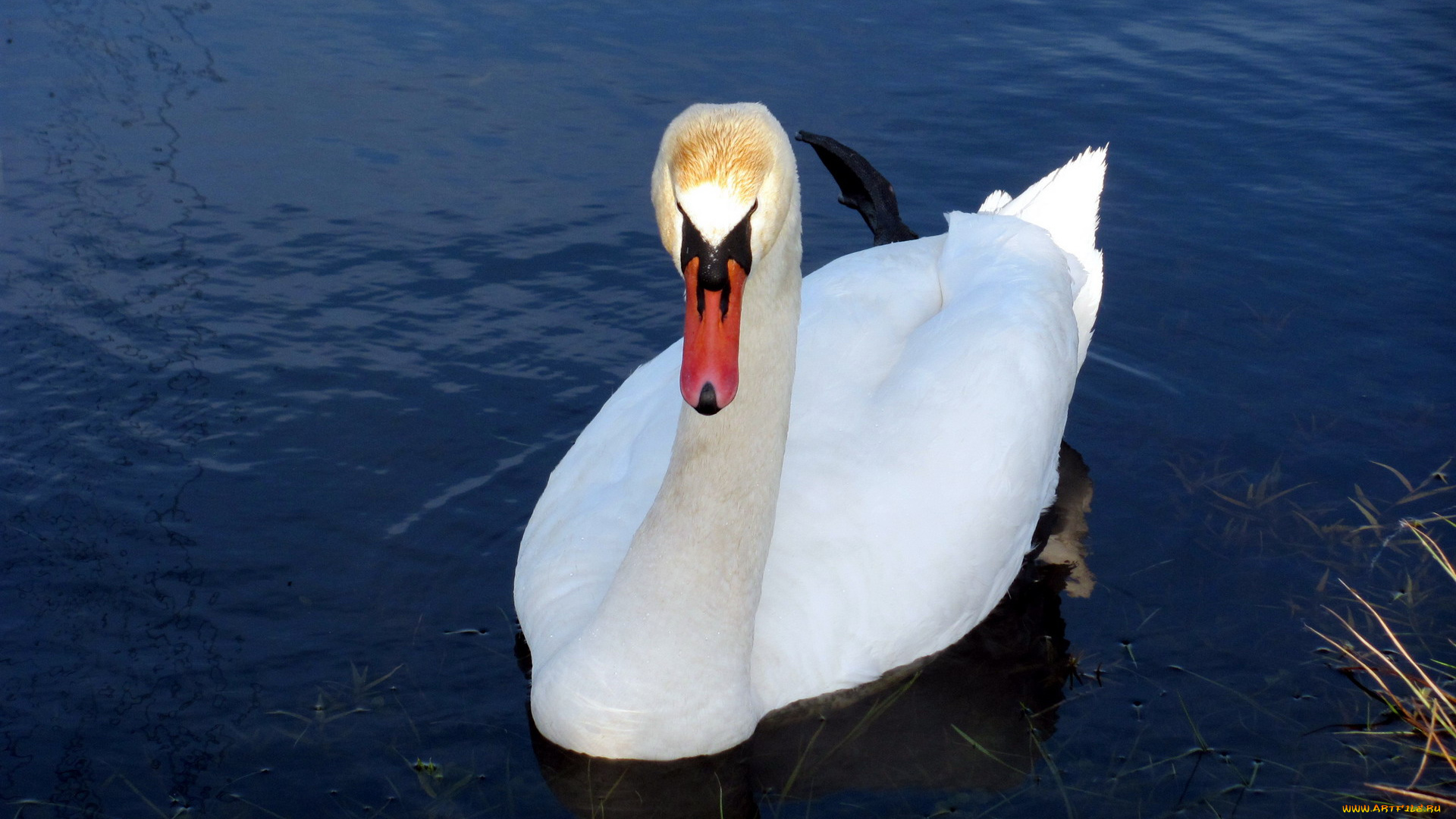 животные, лебеди, белый