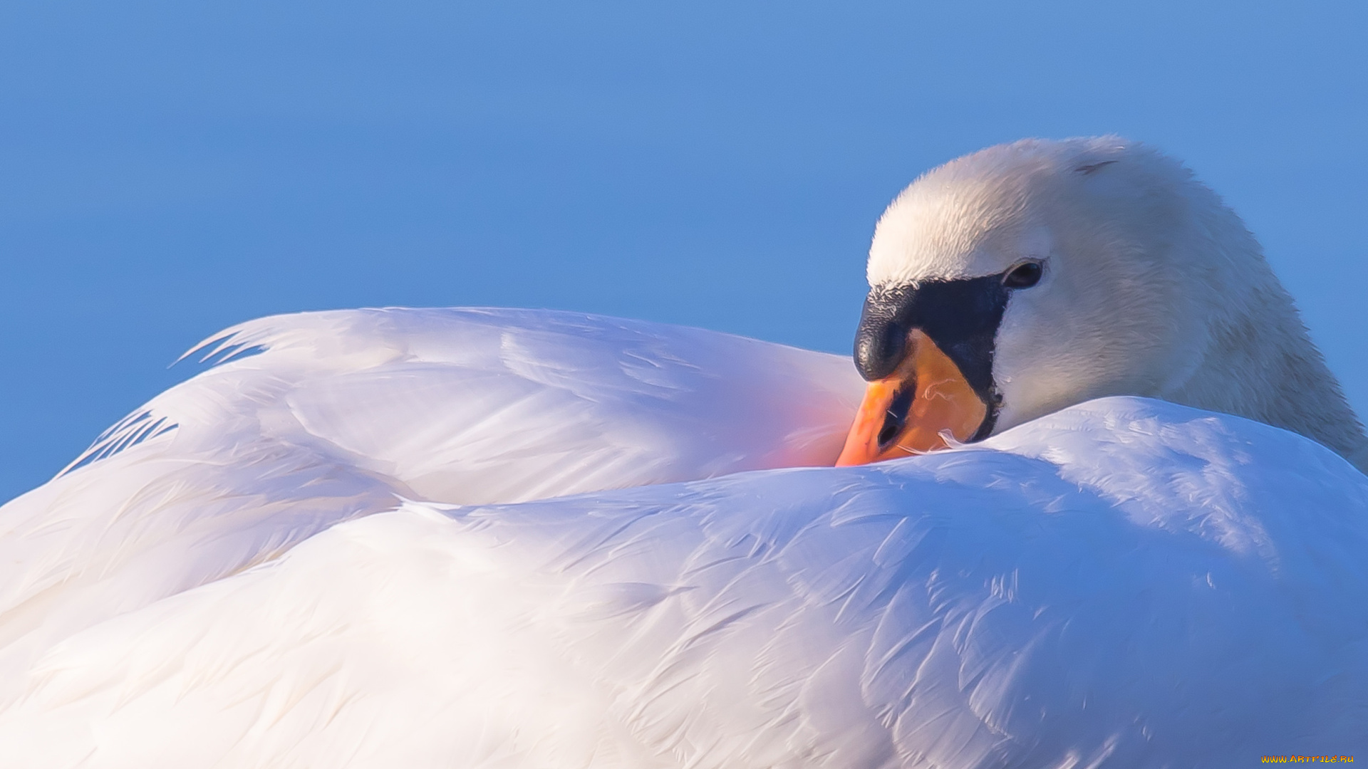 животные, лебеди, птица, лебедь, перья