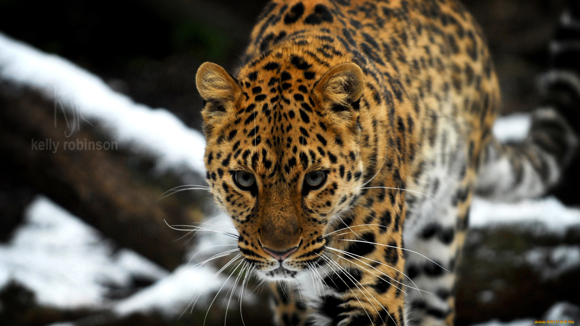 животные, леопарды, леопард, хищник, бревна, снег