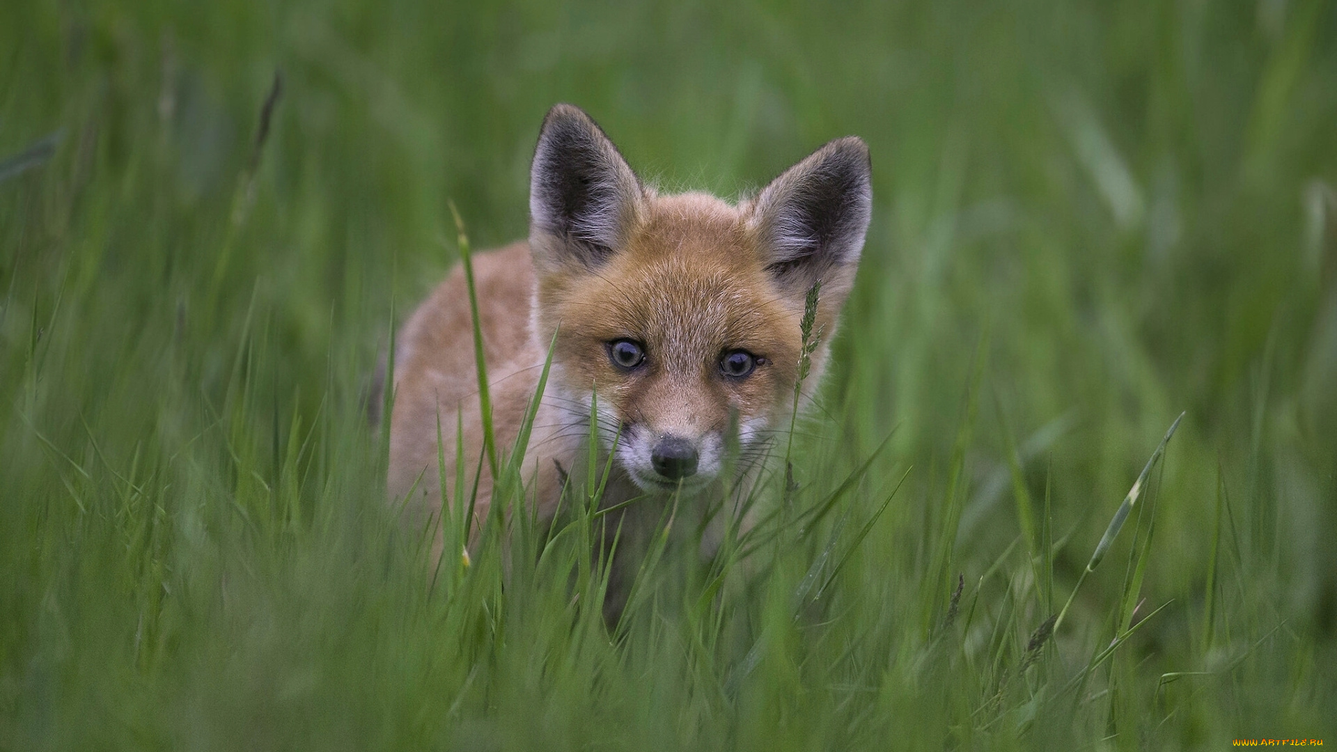 животные, лисы, трава, взгляд, лисёнок, лиса