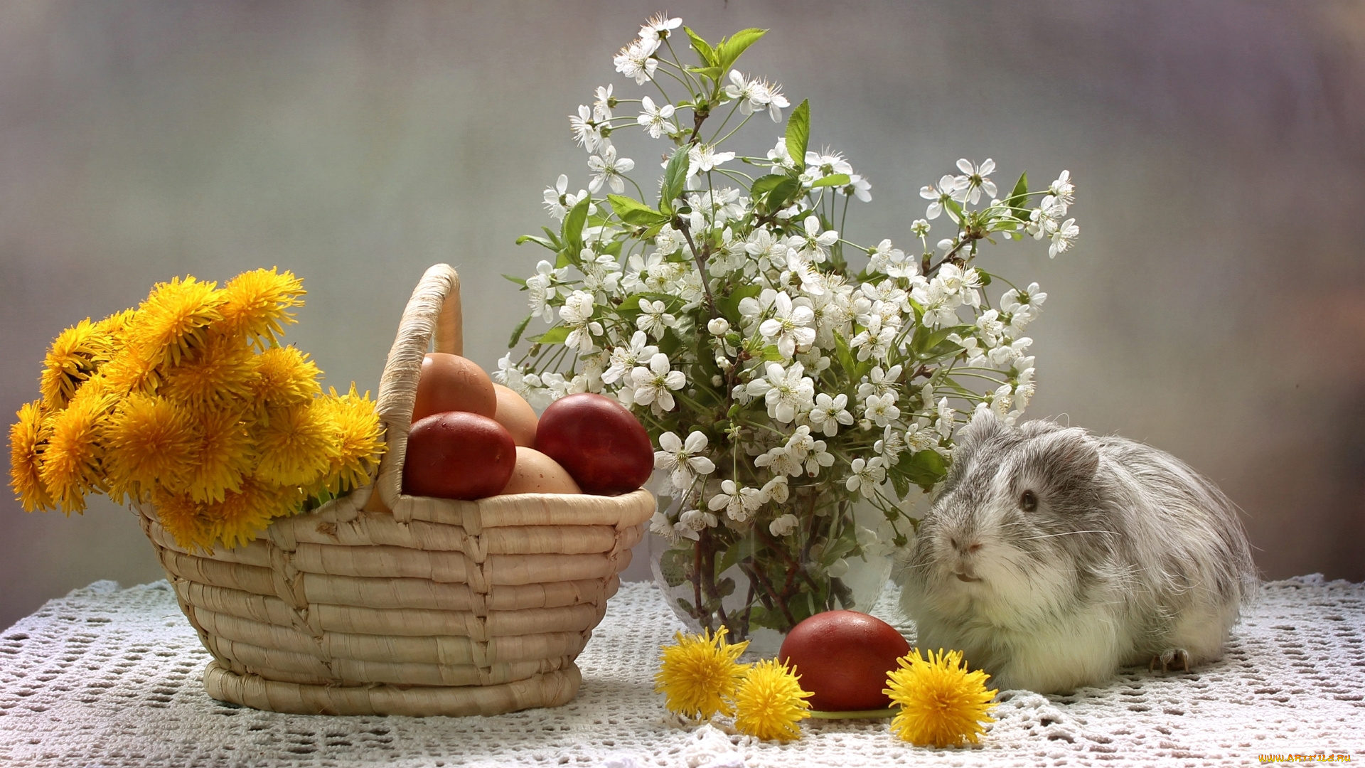 животные, морские, свинки, , хомяки, морская, свинка