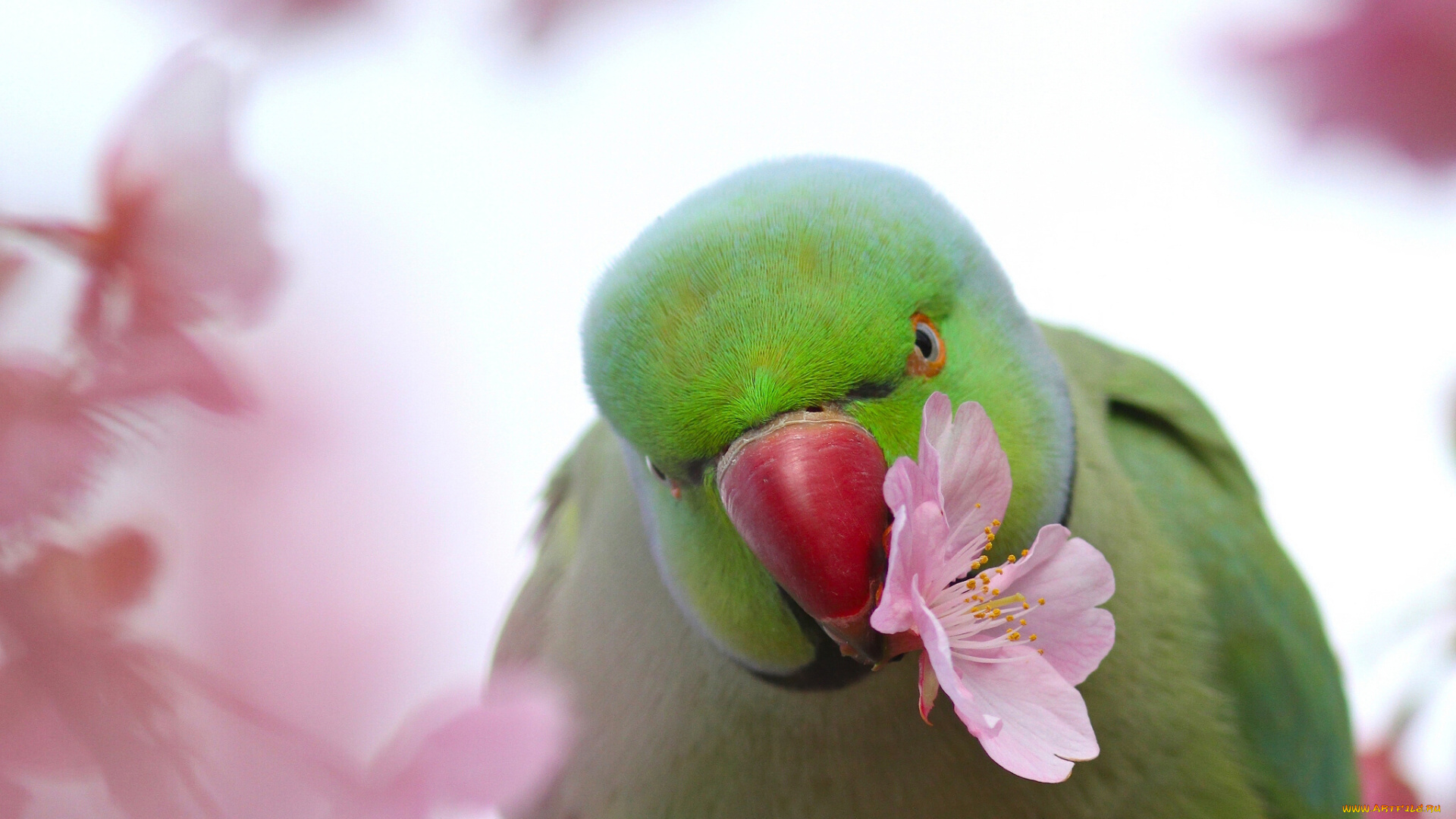 животные, попугаи, индийский, кольчатый, попугай, цветок, сакура, птица, ожереловый, крамера