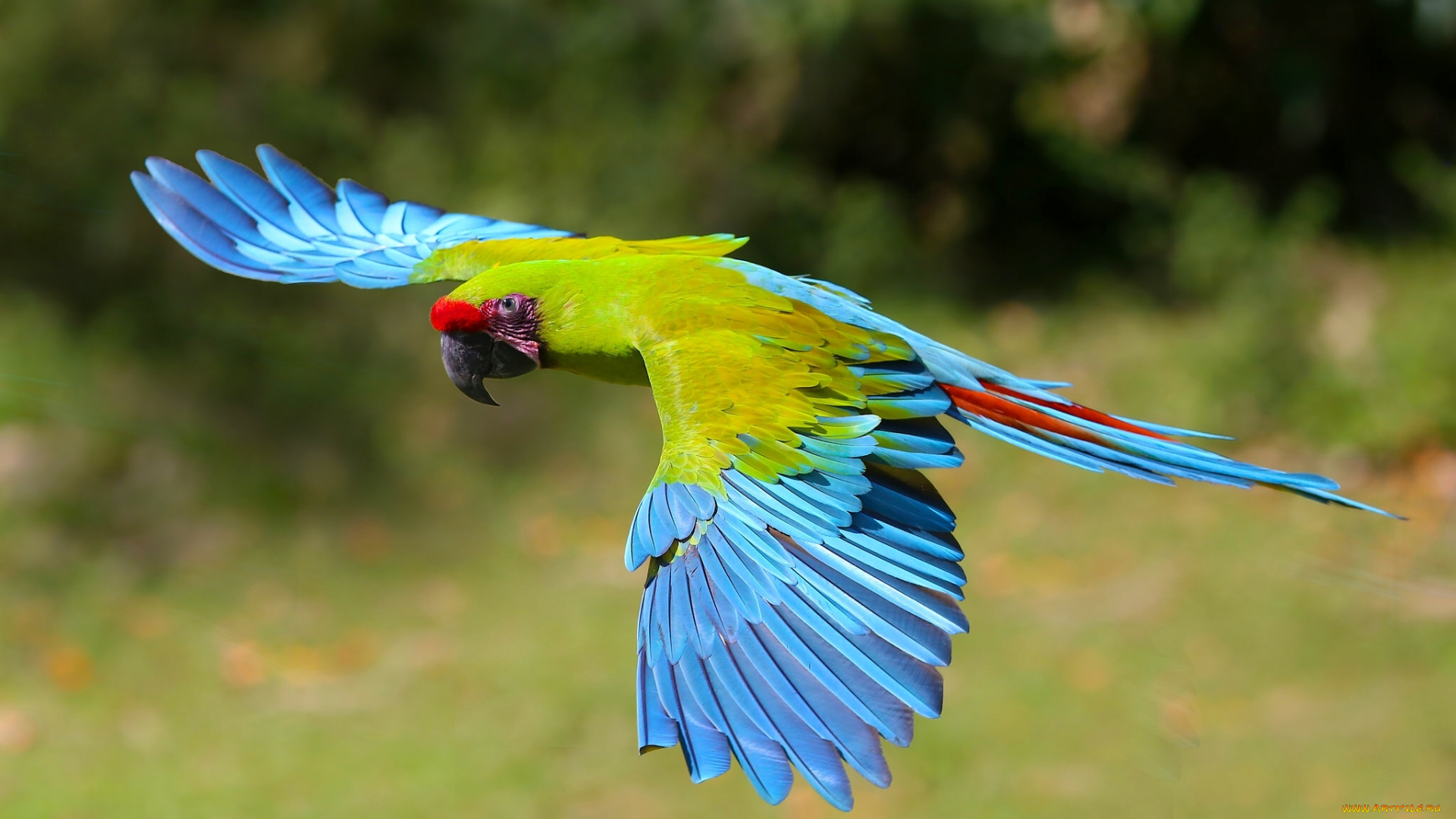 животные, попугаи, солдатский, ара, полёт, крылья, птица, попугай