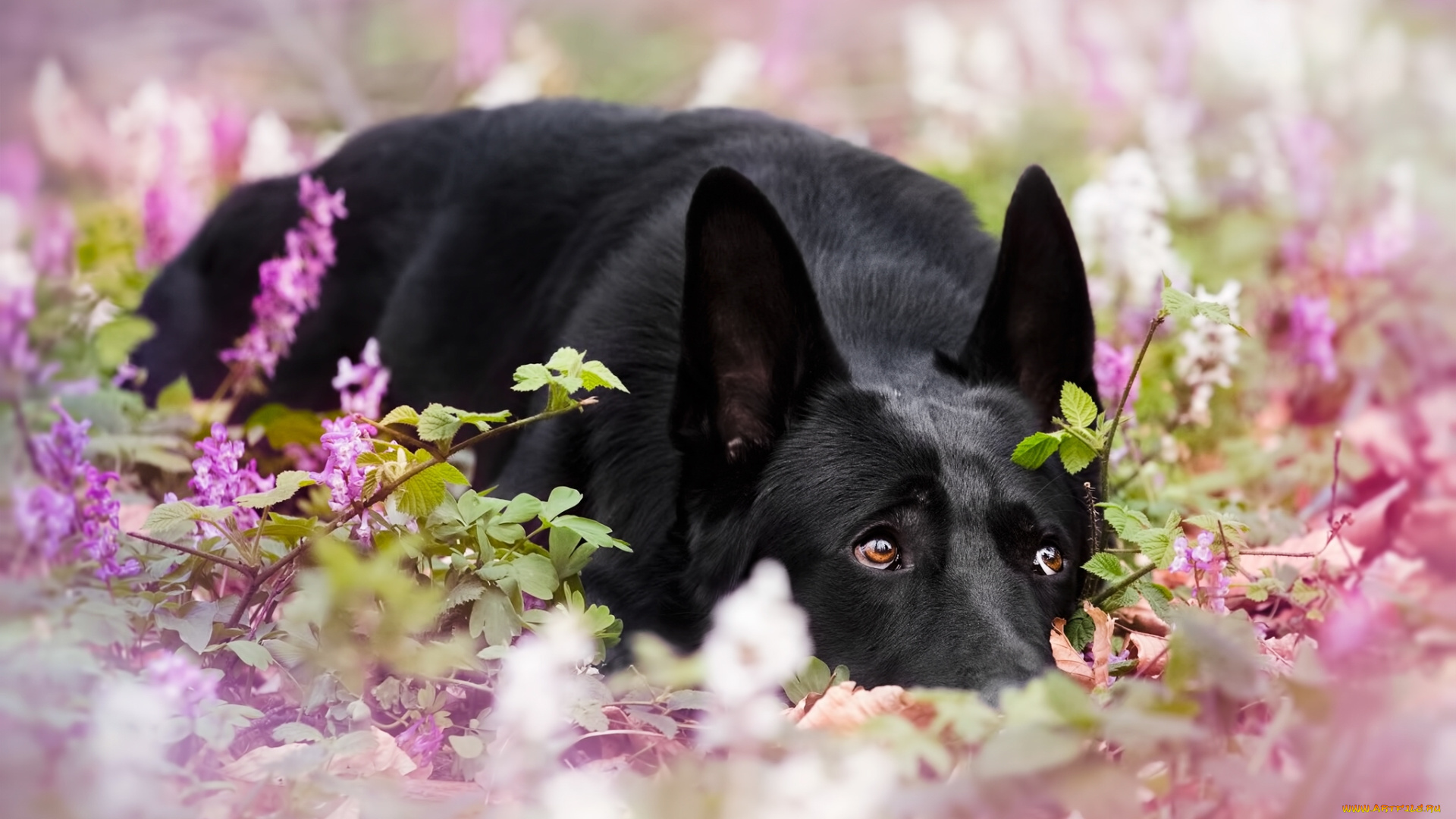 животные, собаки, боке, цветки, собака, немецкая, овчарка