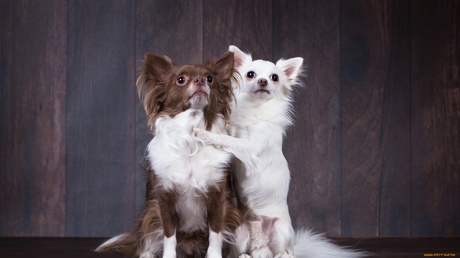 животные, собаки, фон, друзья