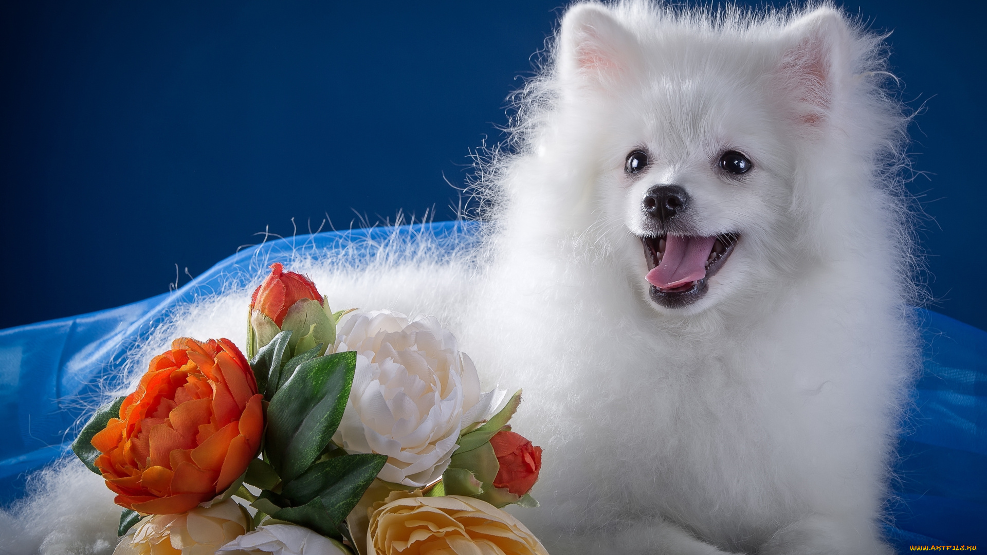 животные, собаки, пионы, белый, шпиц
