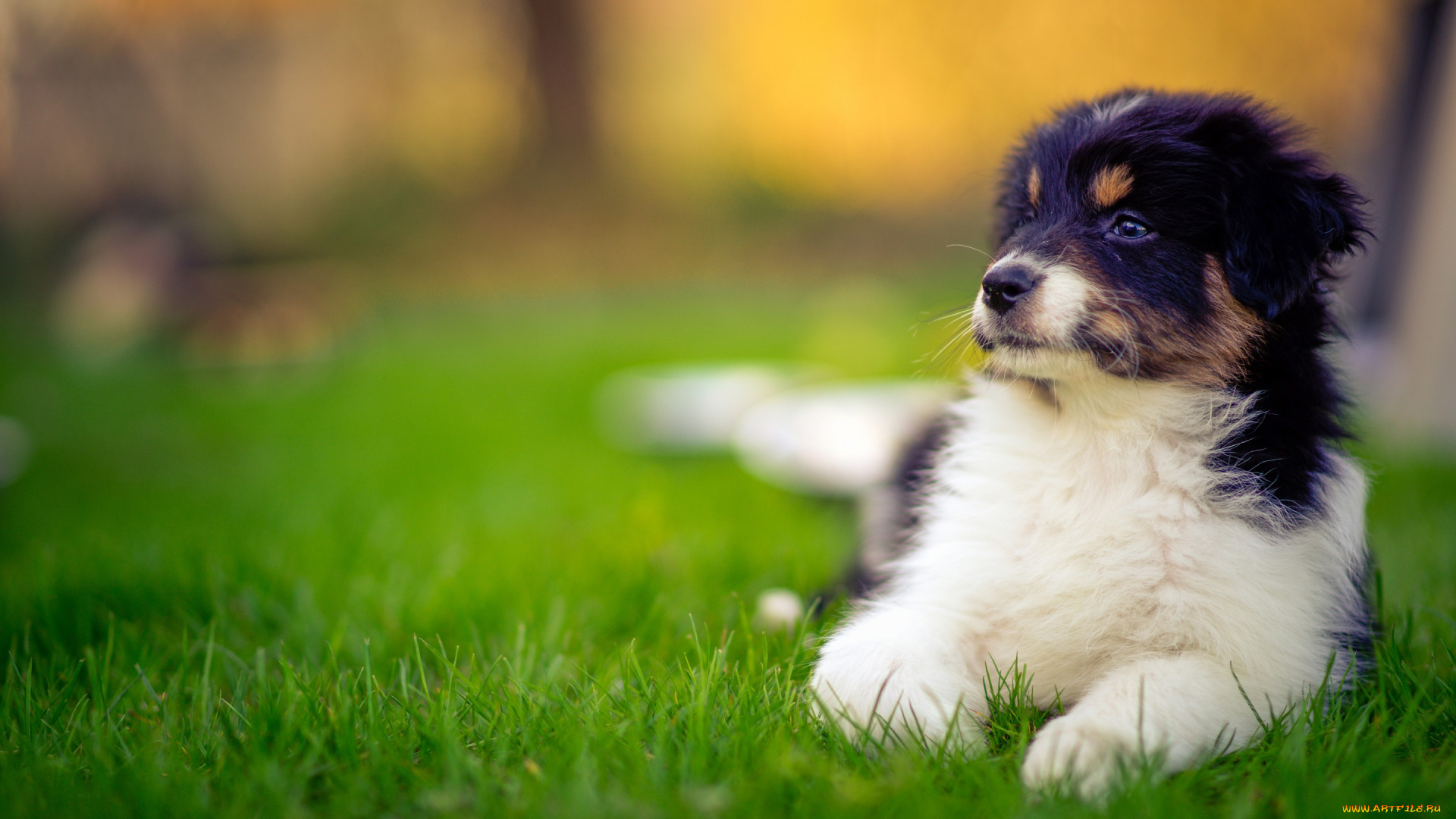 животные, собаки, щенок, аусси, собака, австралийская, овчарка