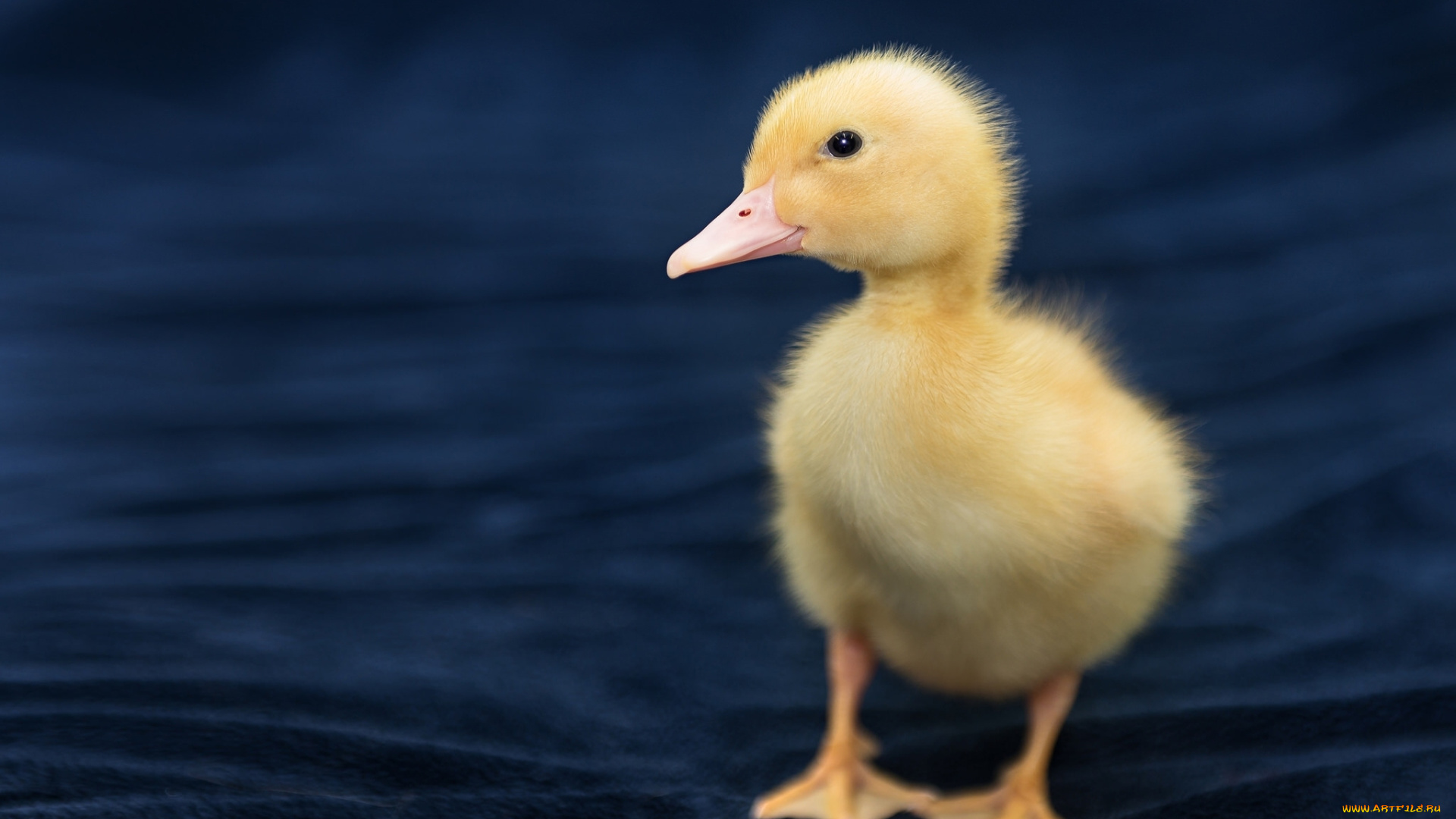 животные, утки, малыш, птенец, утёнок
