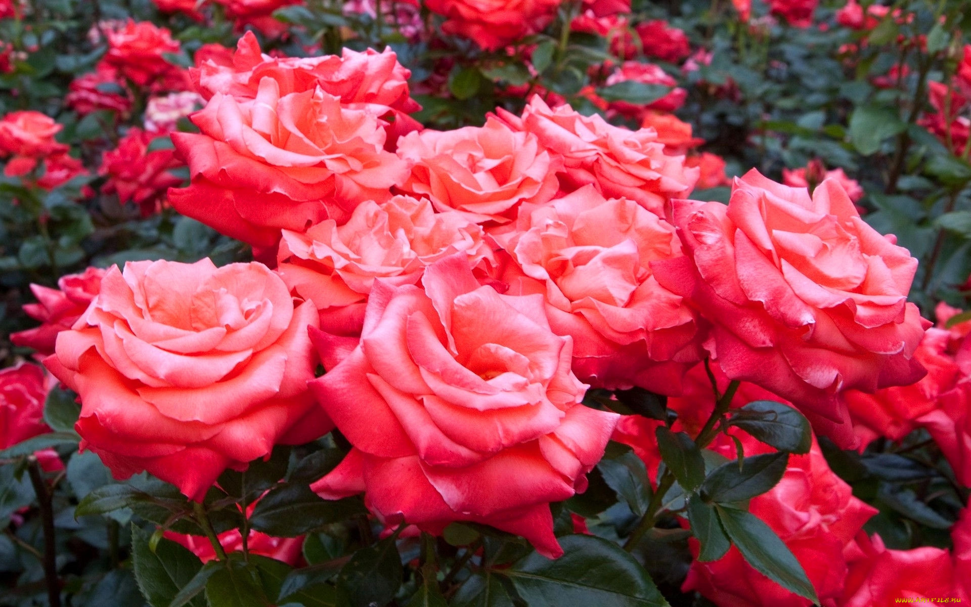 цветы, розы, розовый