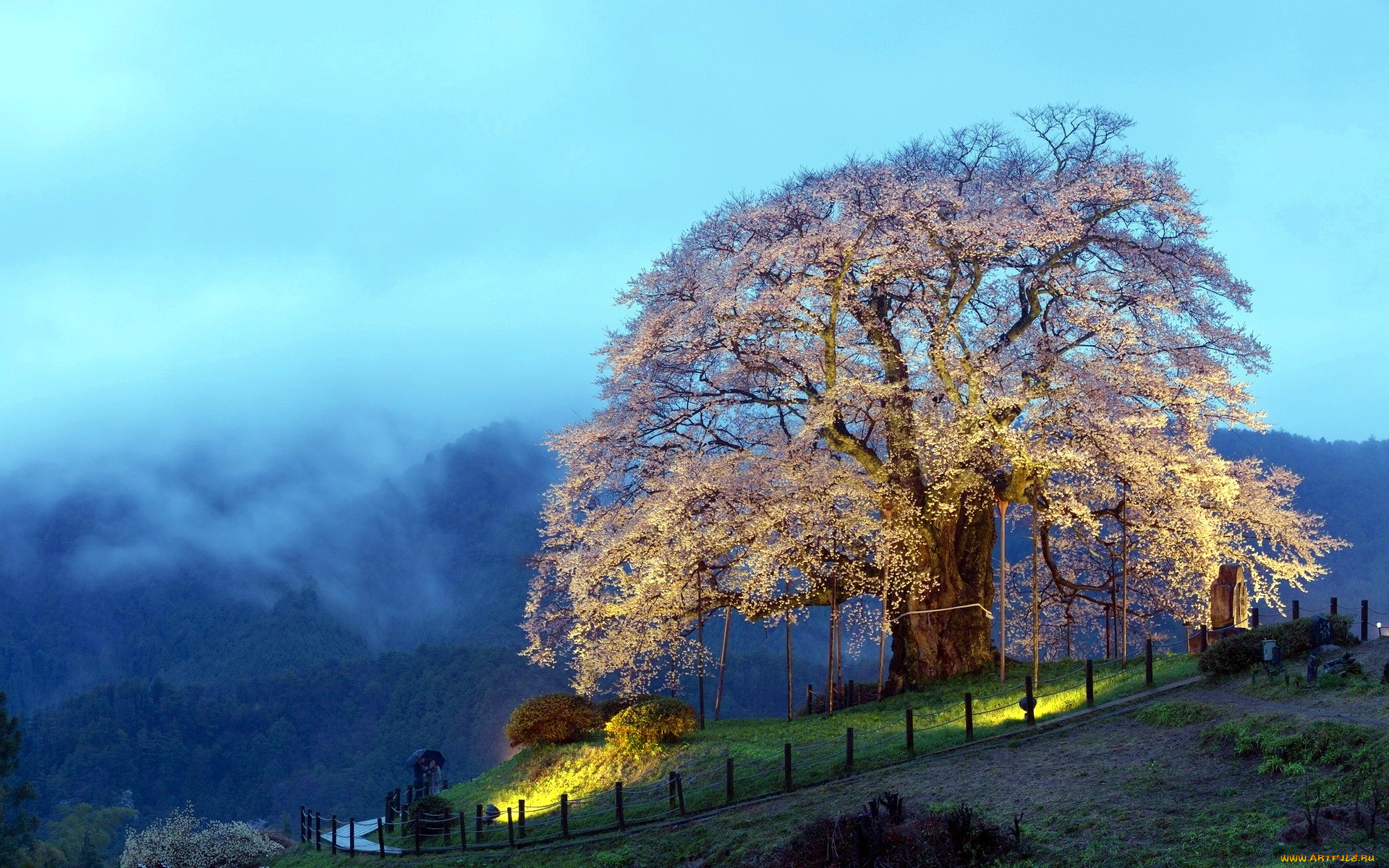 природа, деревья, горы, туман, цветение