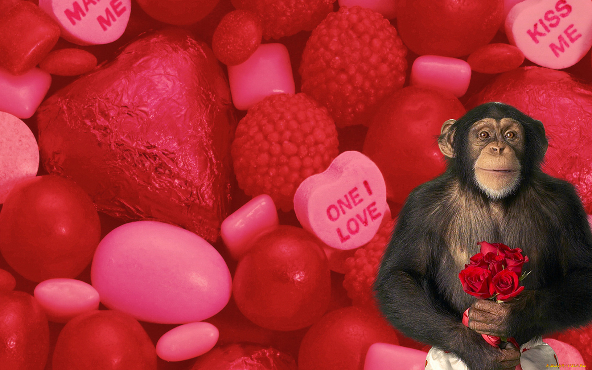 юмор, и, приколы, розы, сердечки, любовь, цветы, букет, шимпанзе, обезьяна, конфеты