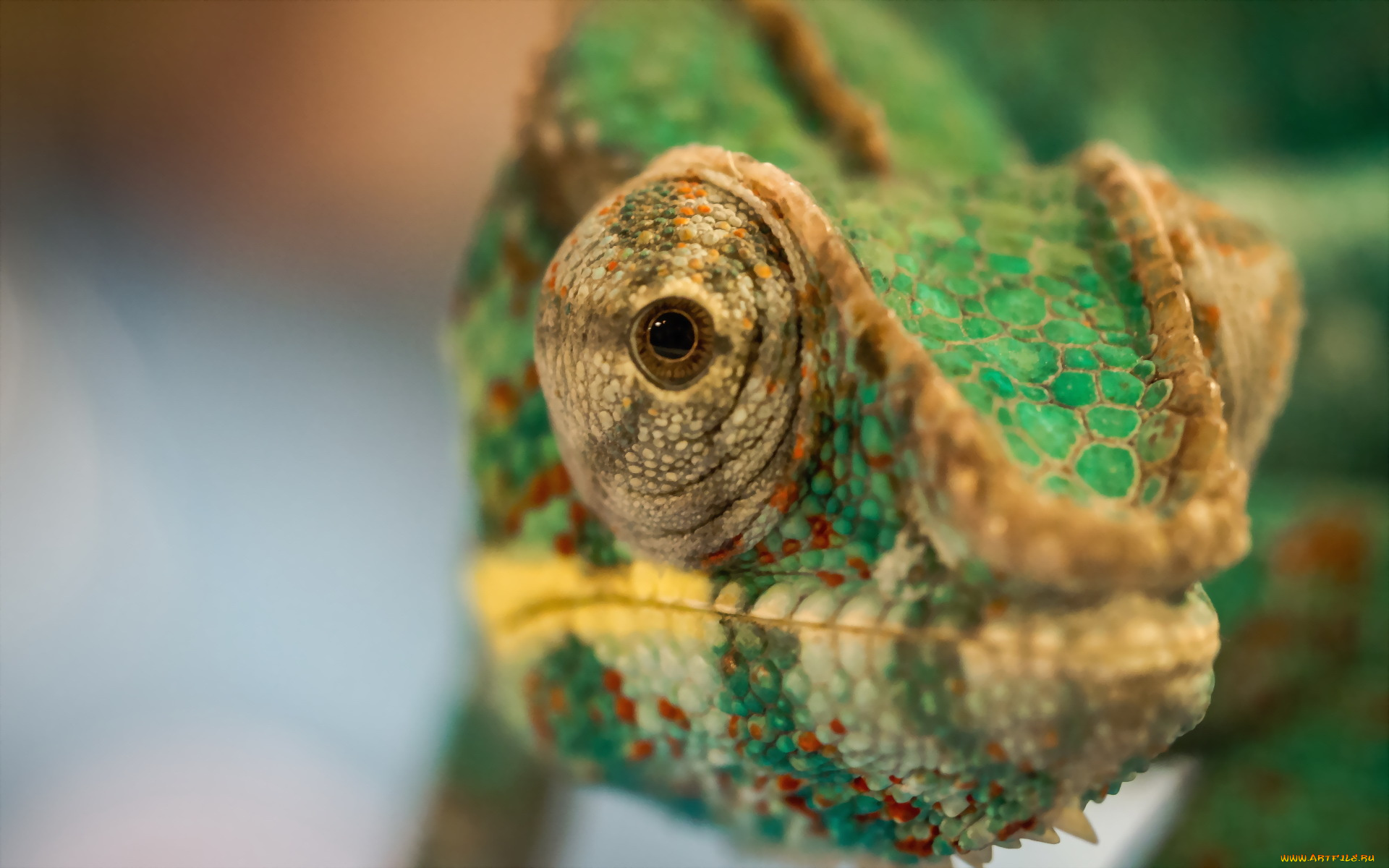 животные, хамелеоны, хамелеон, макро, голова, ящерица