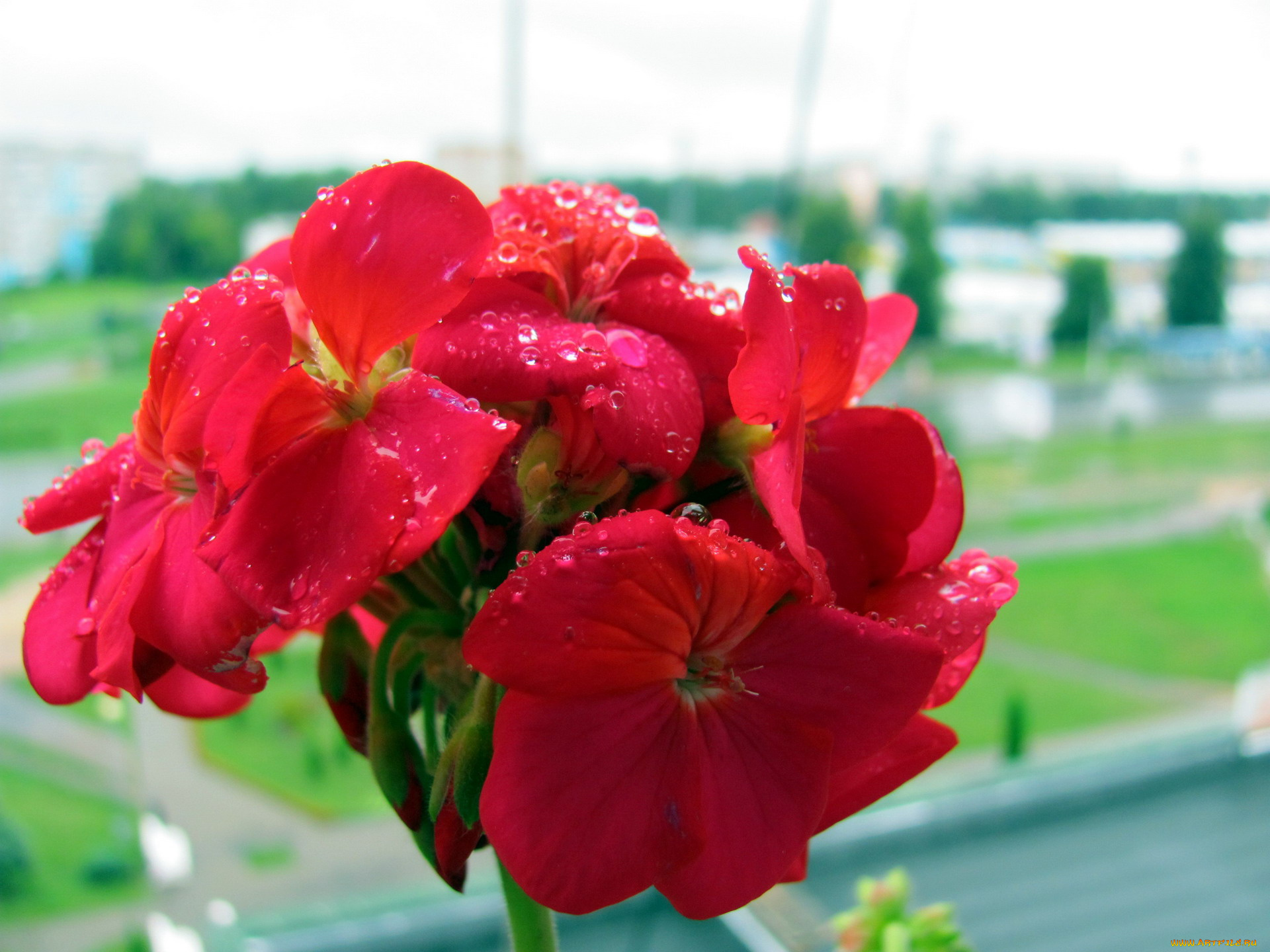 цветы, герань, капли, макро