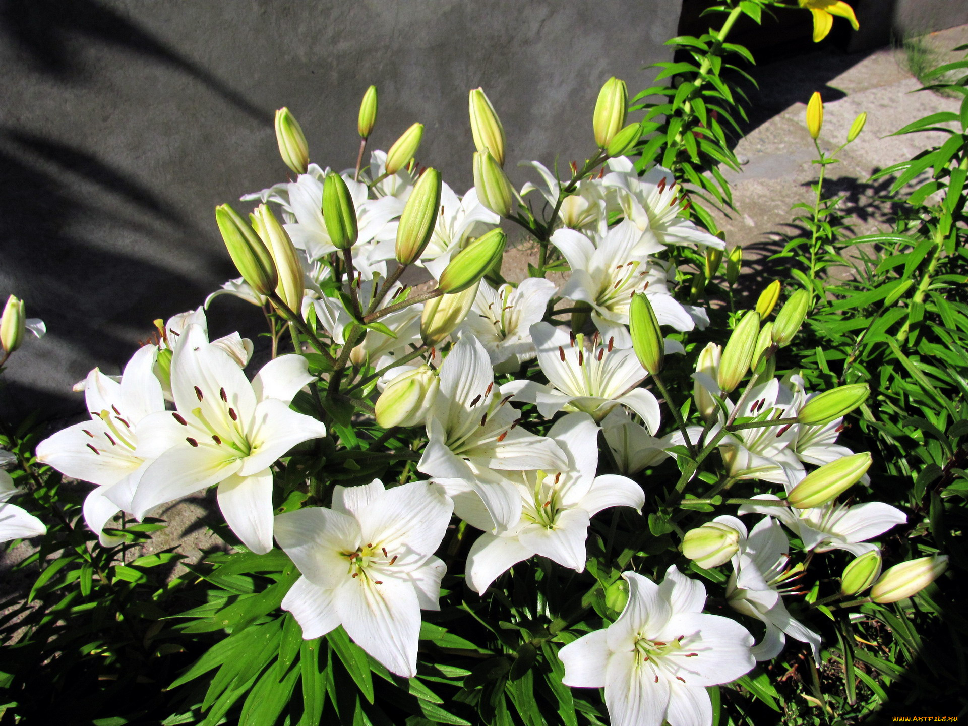 цветы, лилии, , лилейники, белый