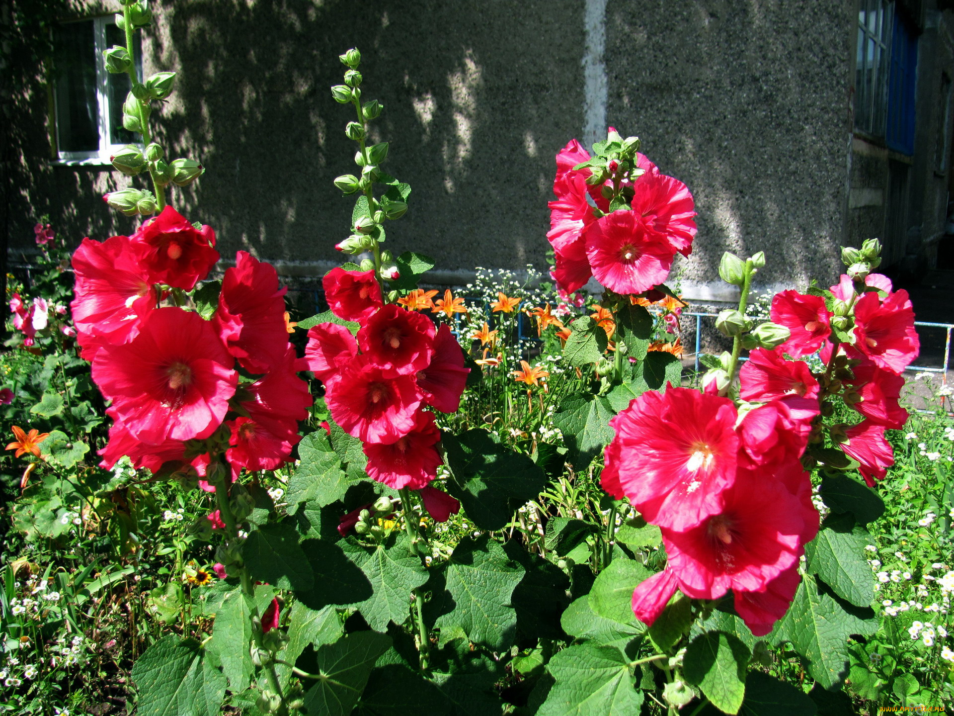 цветы, мальвы, малиновый