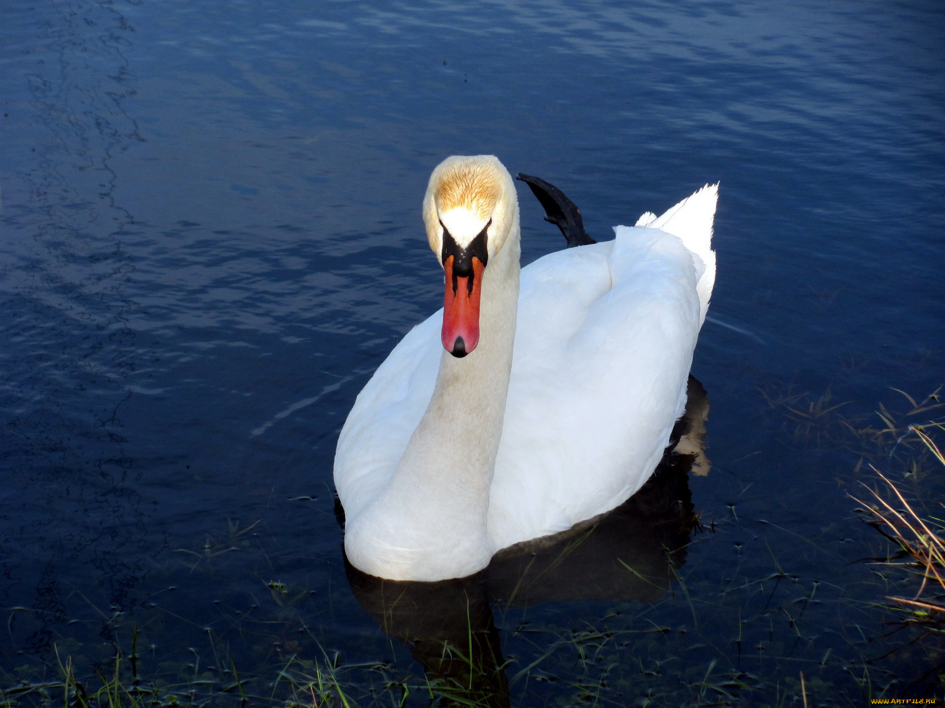 животные, лебеди, белый