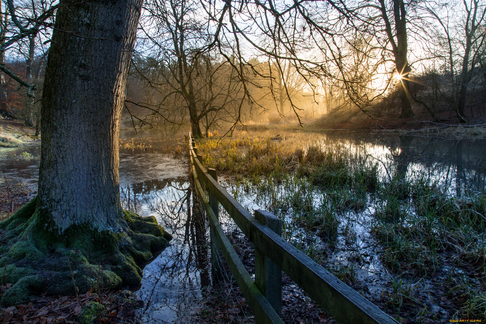 природа, реки, озера, лес, река