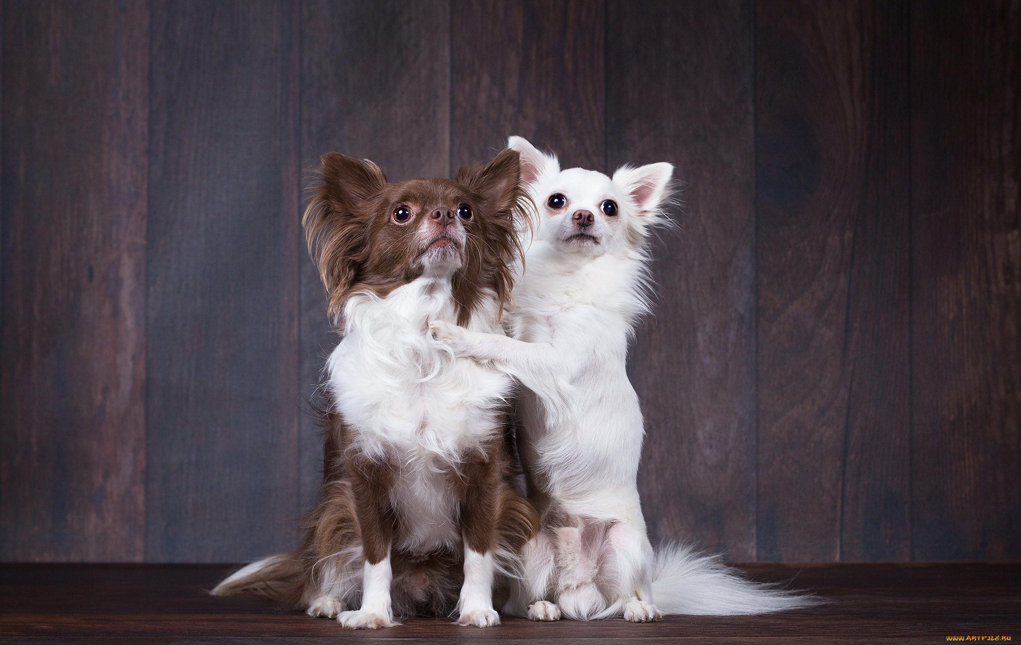 животные, собаки, фон, друзья