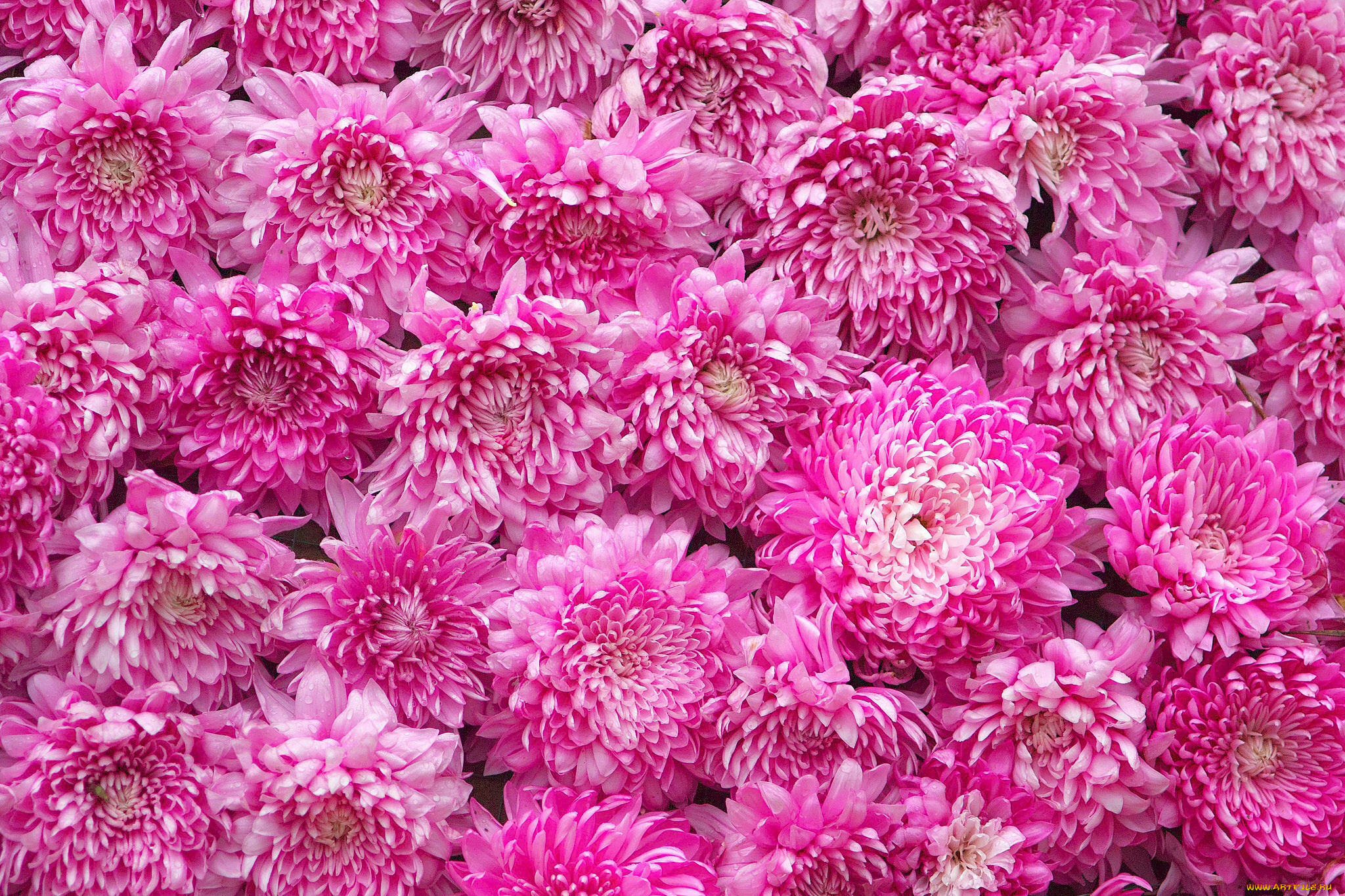 цветы, хризантемы, текстура, бутоны