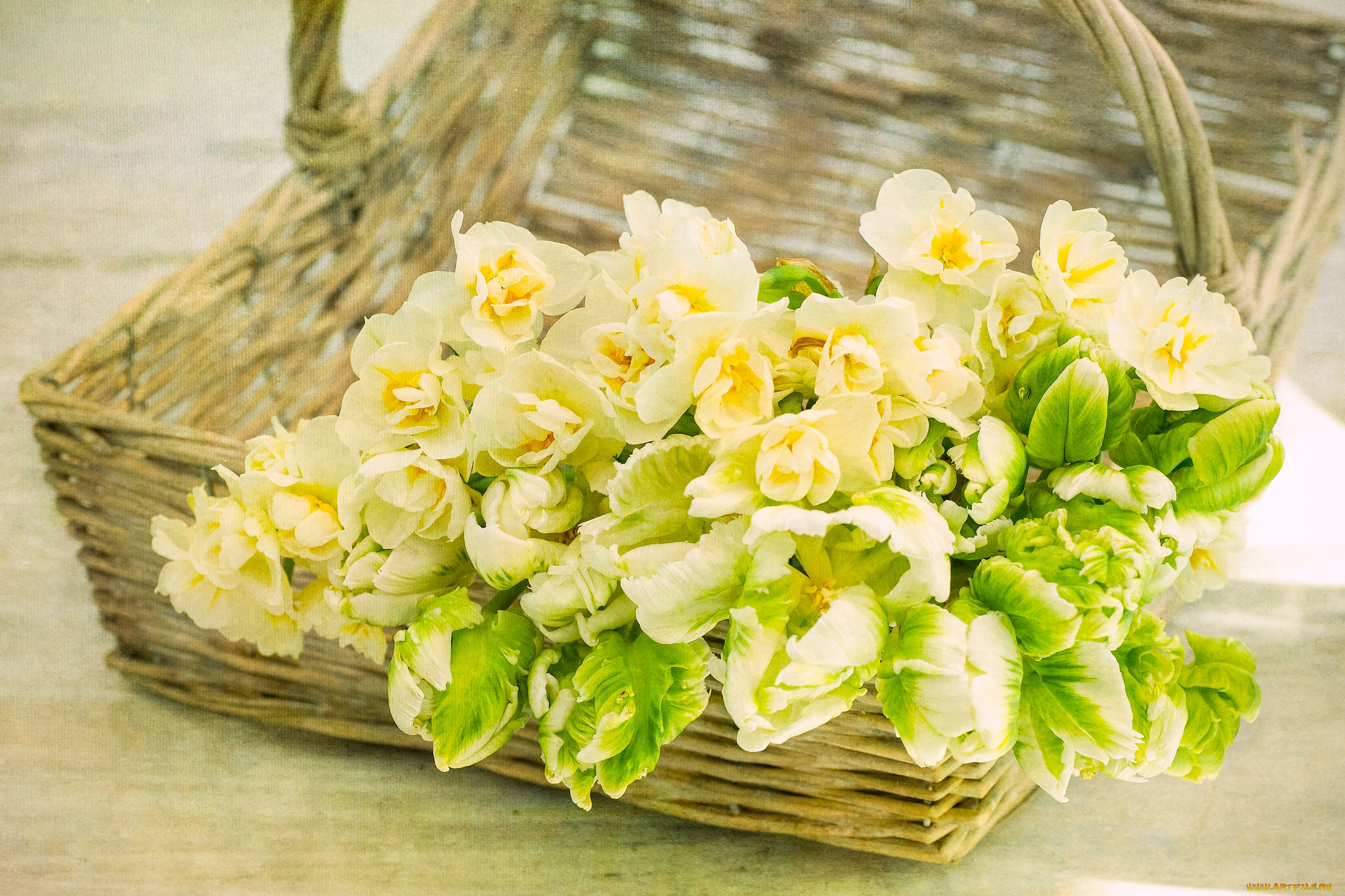 цветы, разные, вместе, корзинка, нарциссы, тюльпаны, текстура